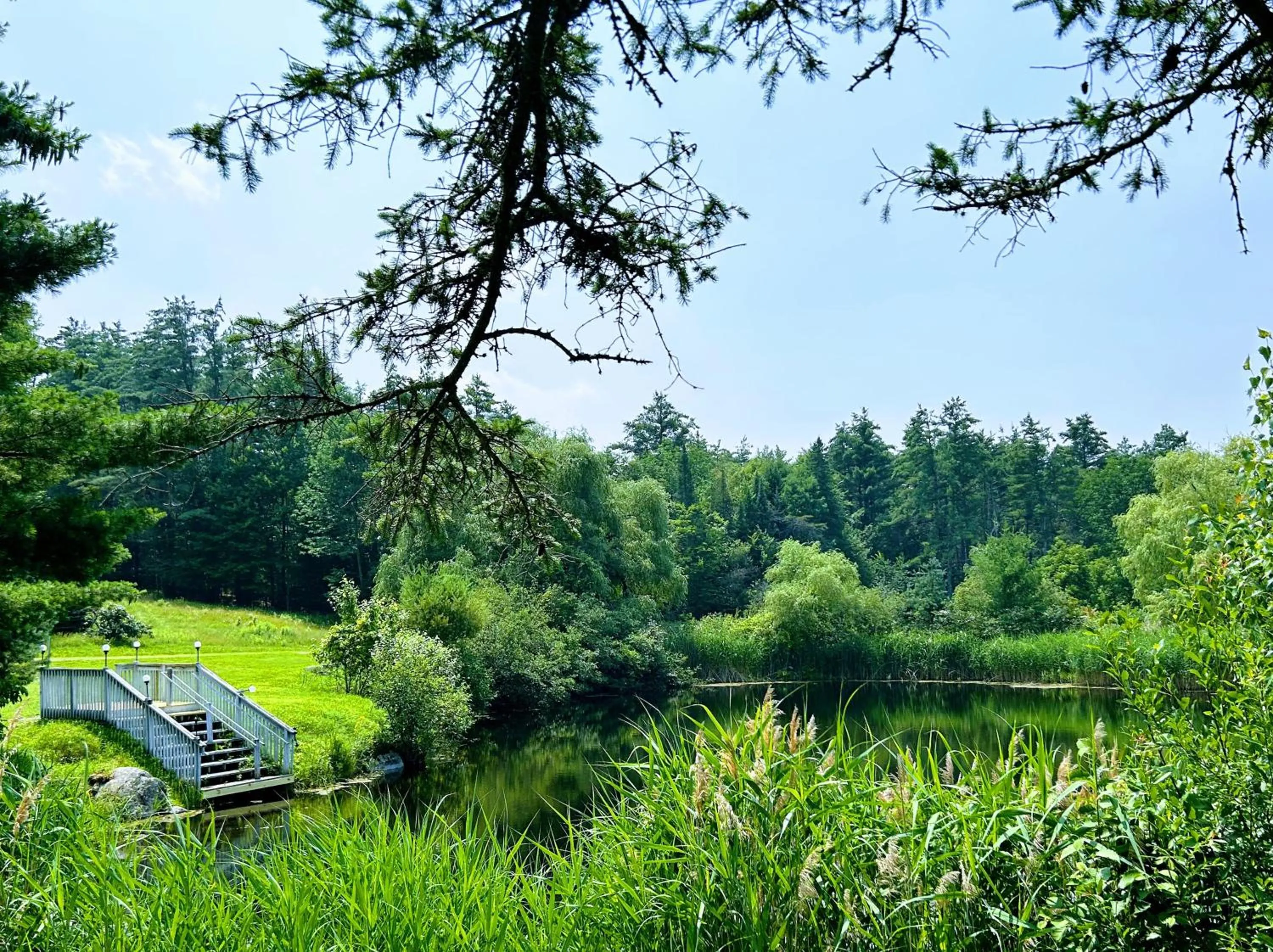 Natural landscape in NewVida Preserve
