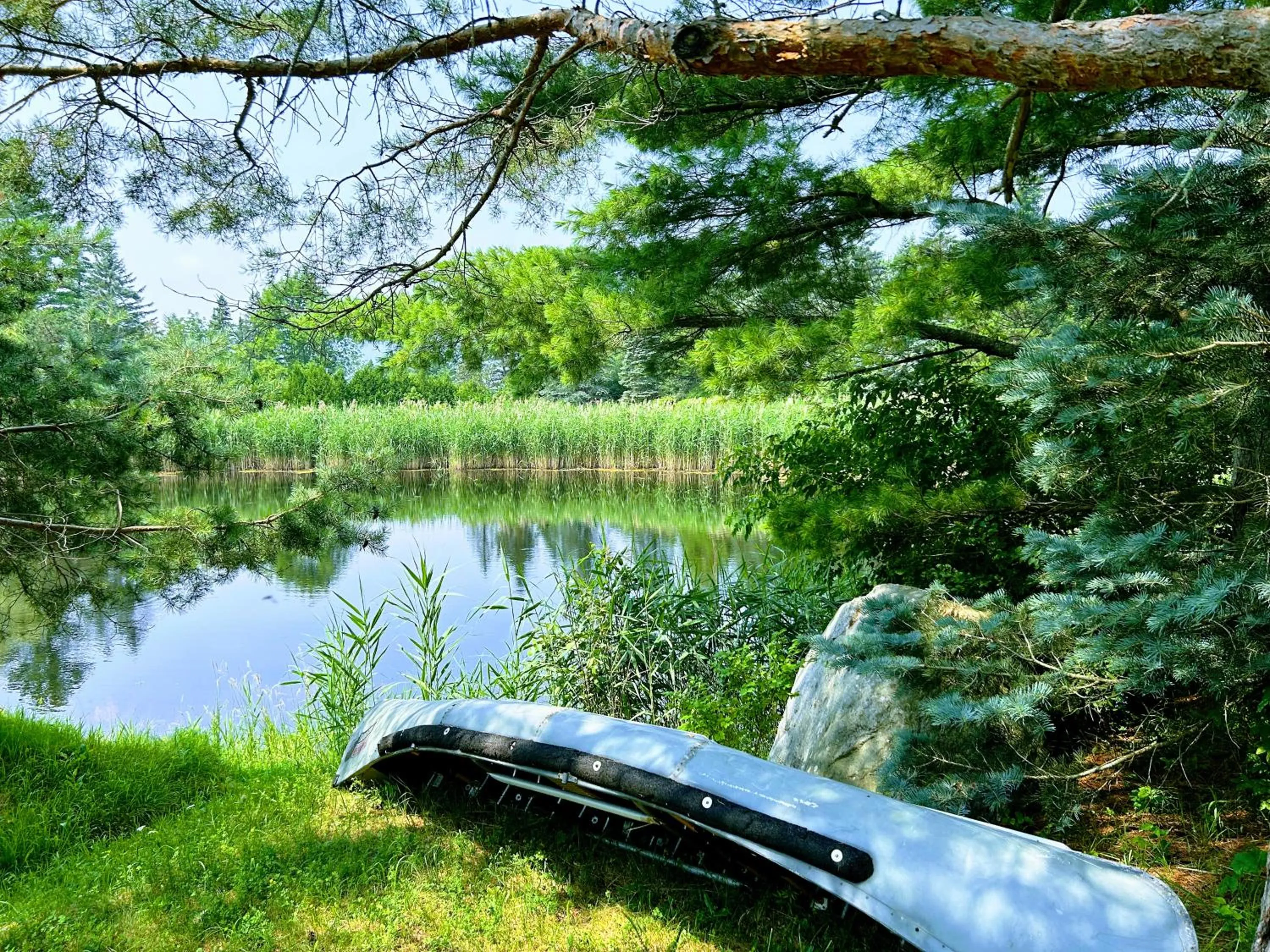 Natural landscape in NewVida Preserve