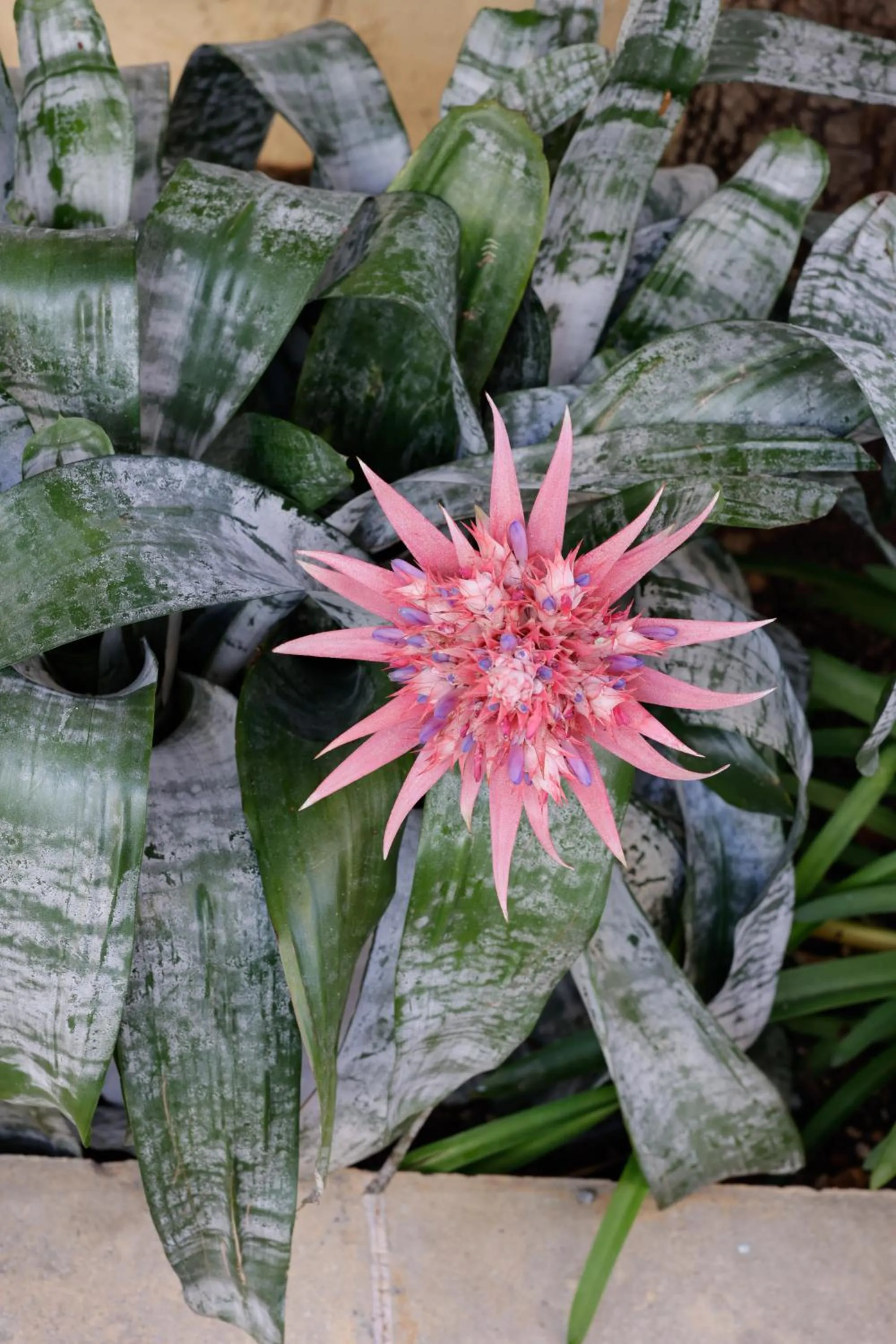 Garden in Futura Hotel