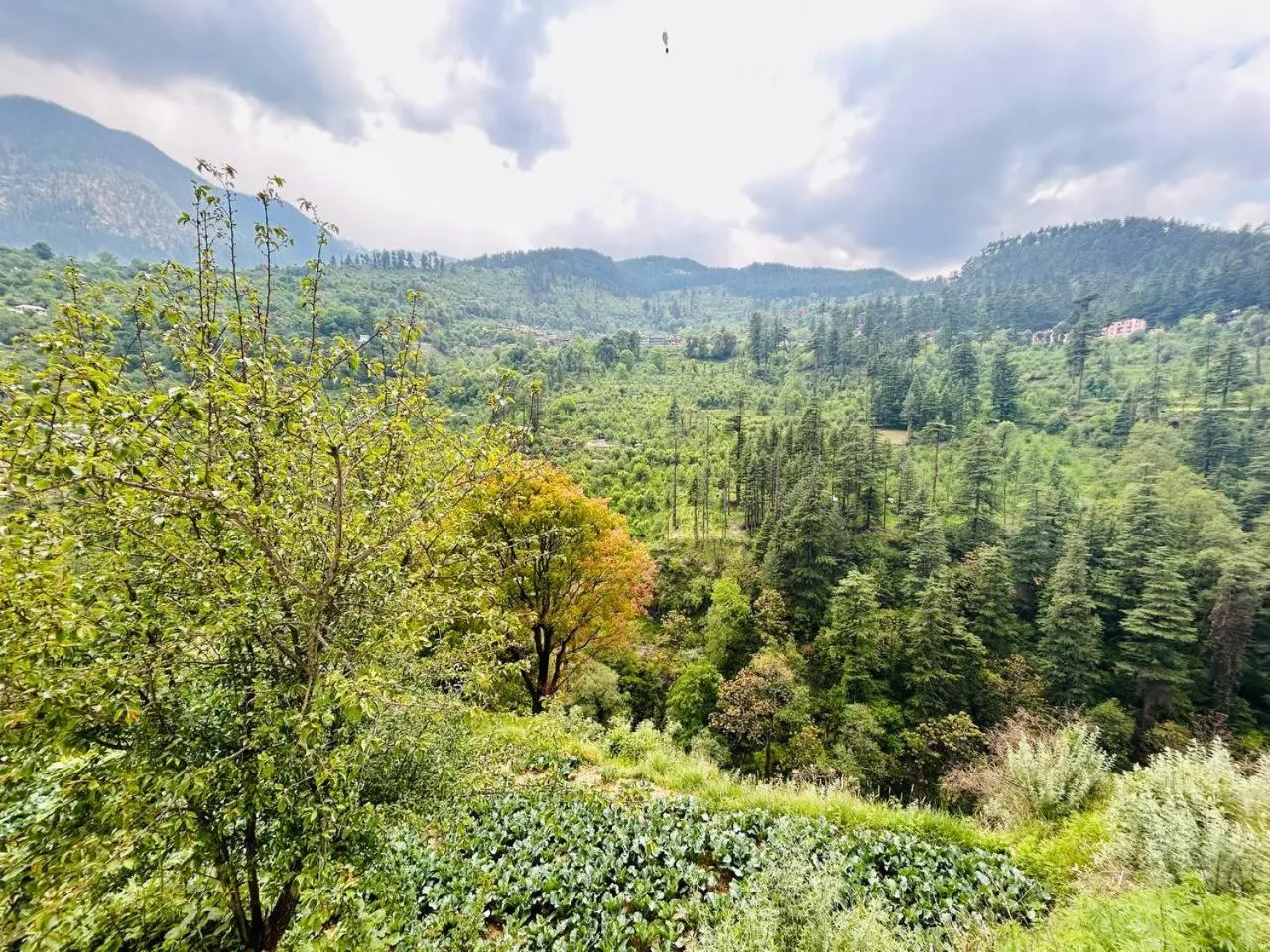 View (from property/room) in Kasol Hostel