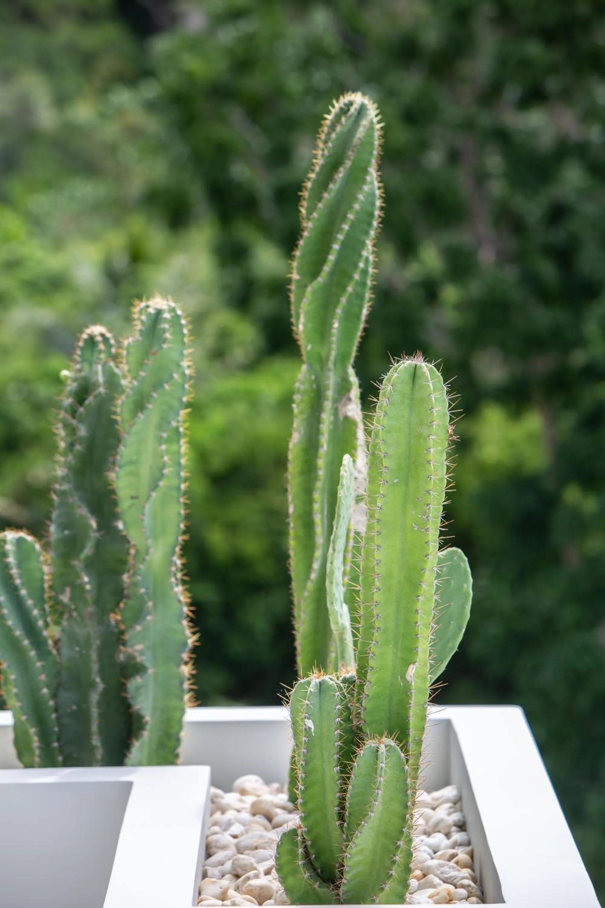 Garden in Zog Villas