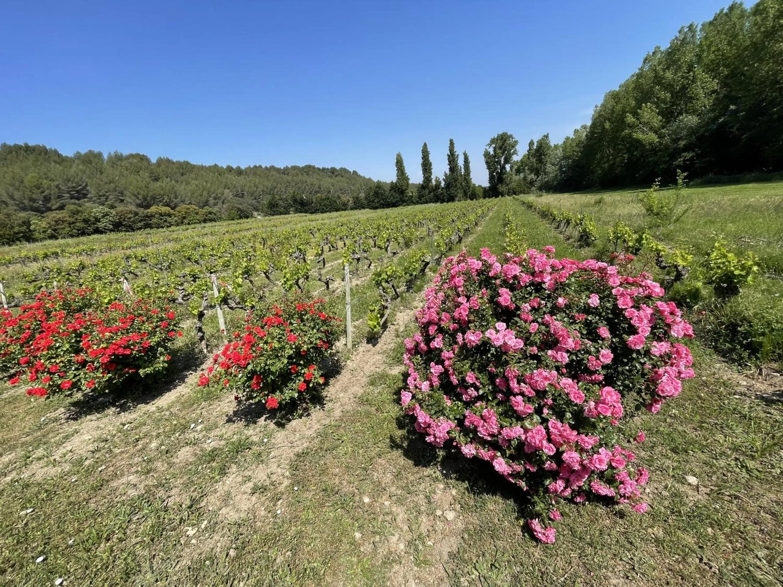 Other in Chateau Talaud