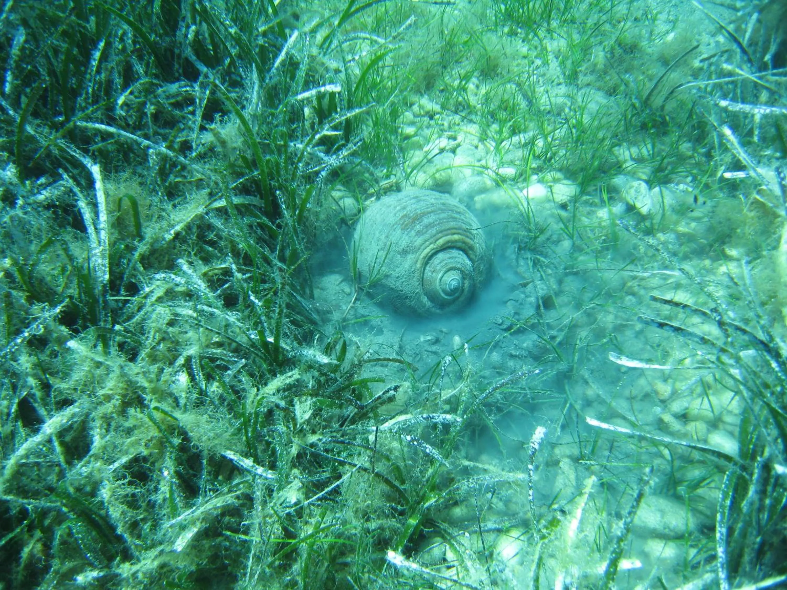 Snorkeling in Kerveli Village Hotel