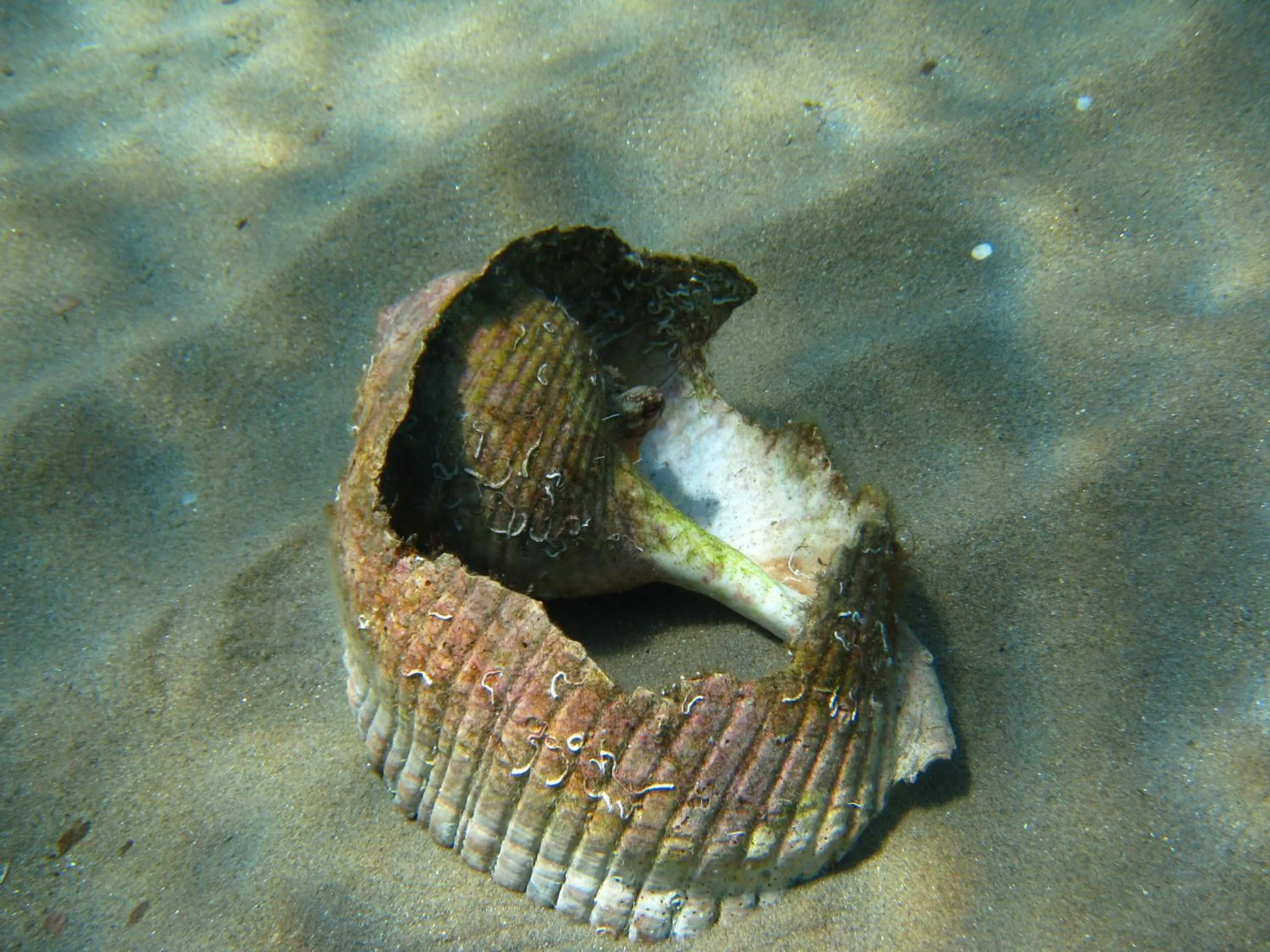 Snorkeling in Kerveli Village Hotel