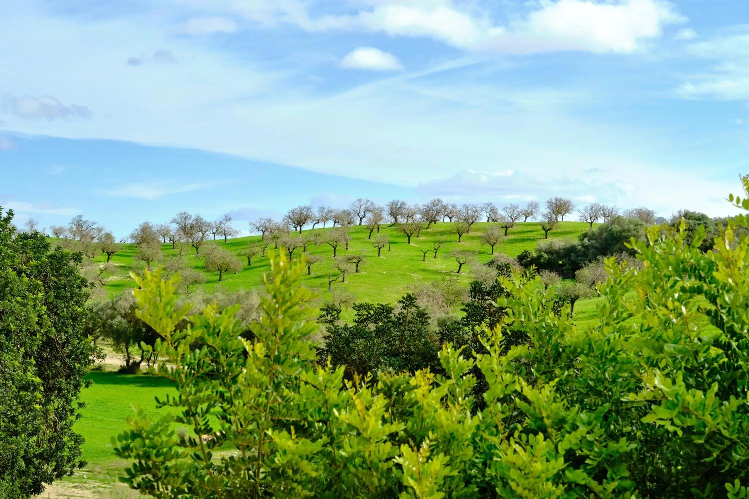 Day in Finca Sa Bastida Luxury Retreat & Spa Adults Only - Over 14