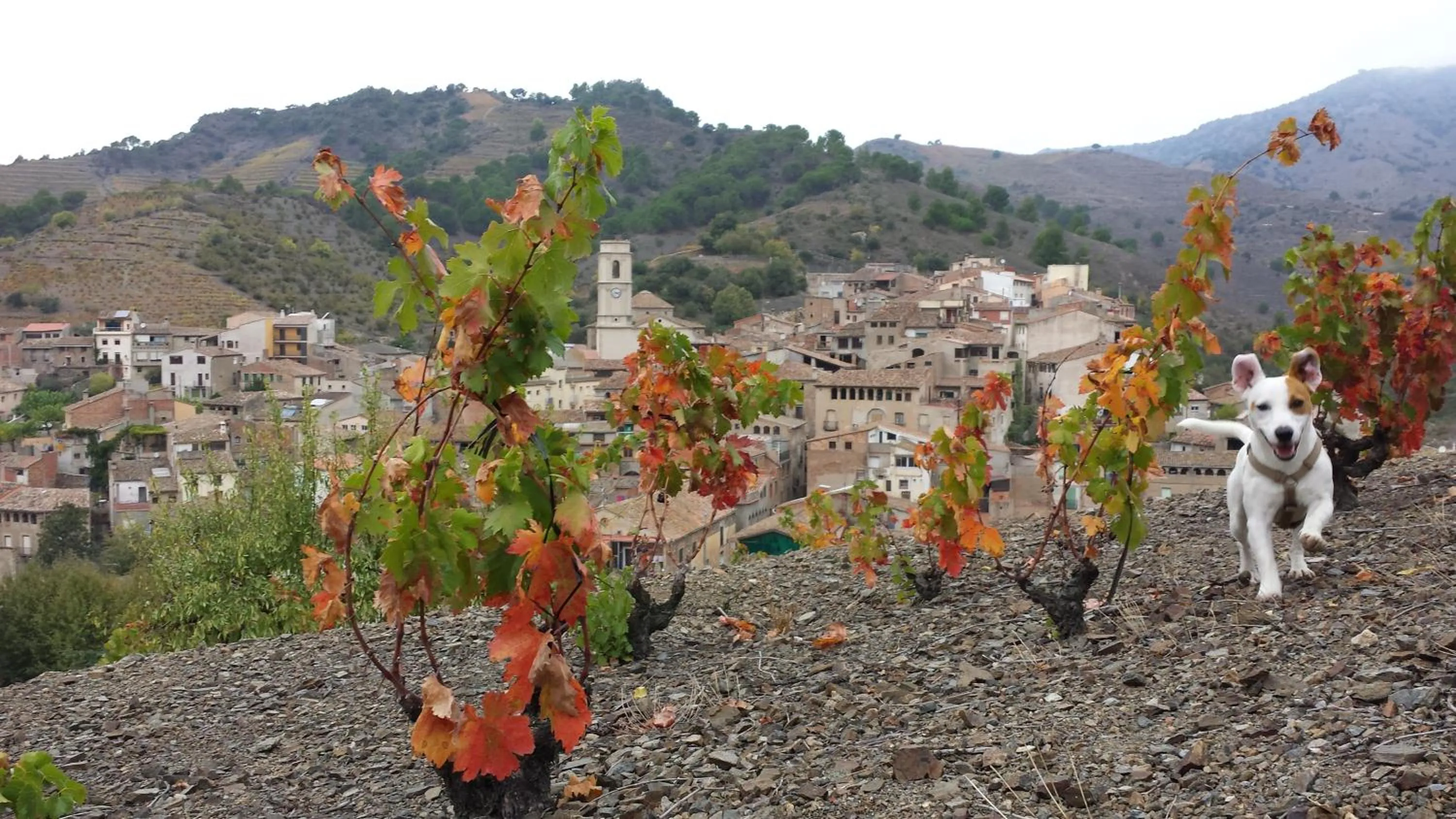 Natural landscape in Cal Porrerà: Lo Molló