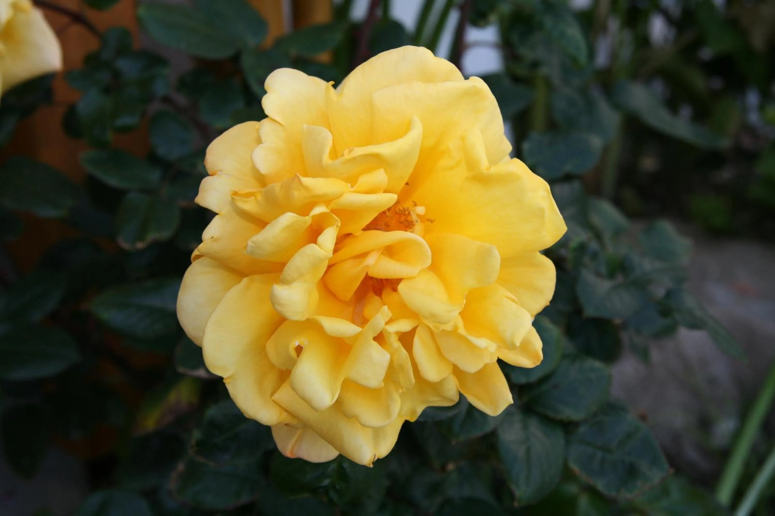 Garden view in Marirena Hotel