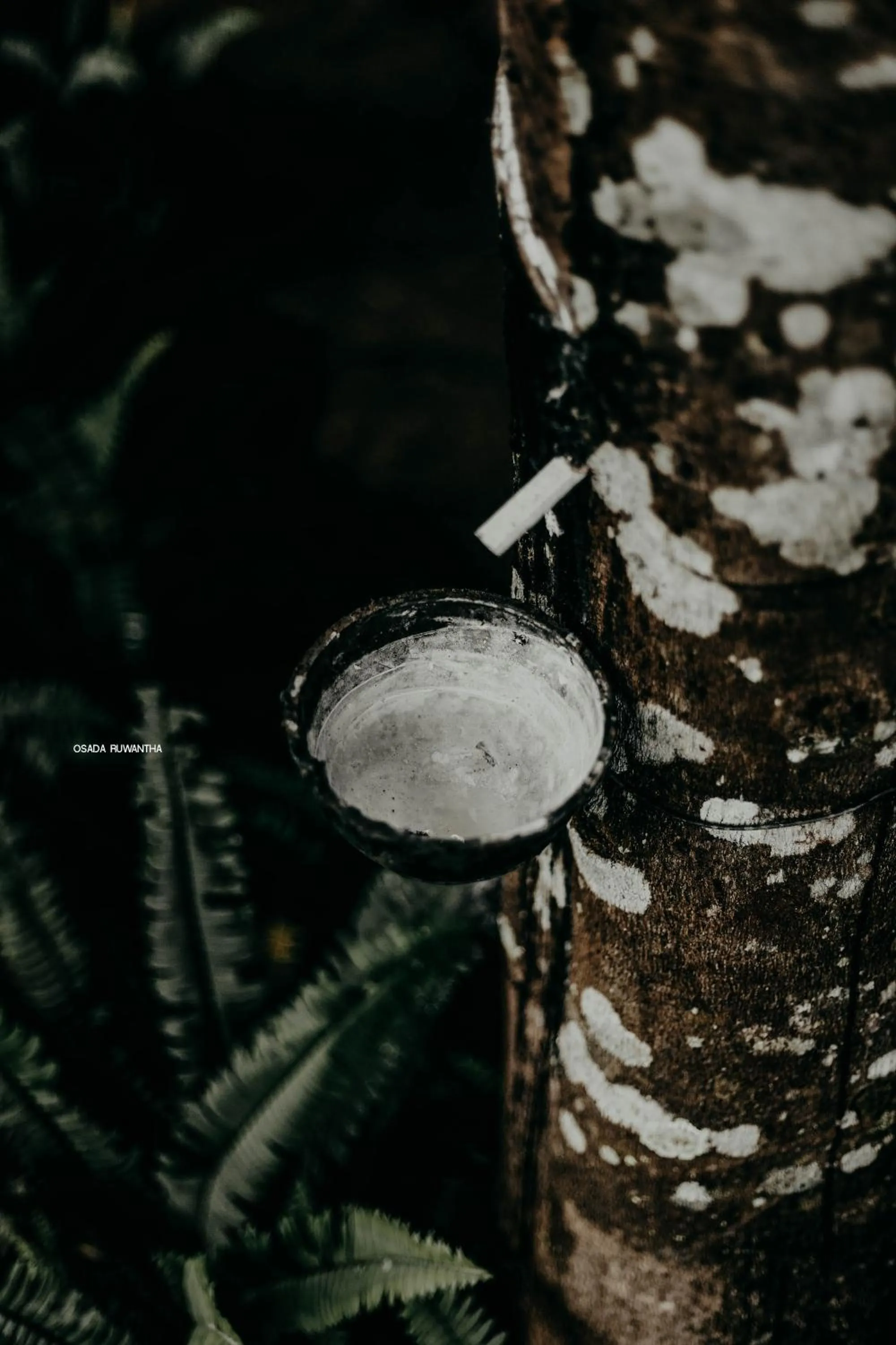 Garden in Kakulanda Resort