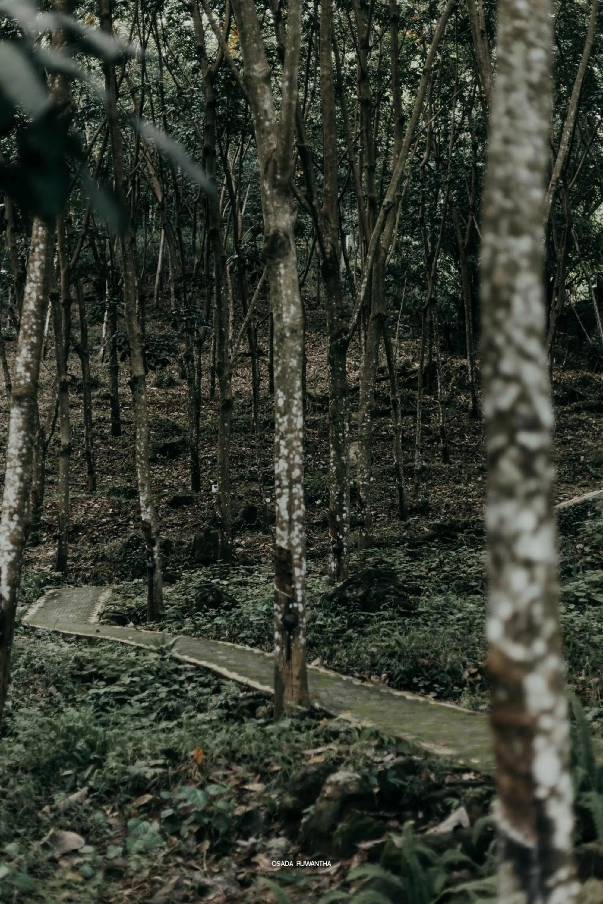 Garden in Kakulanda Resort