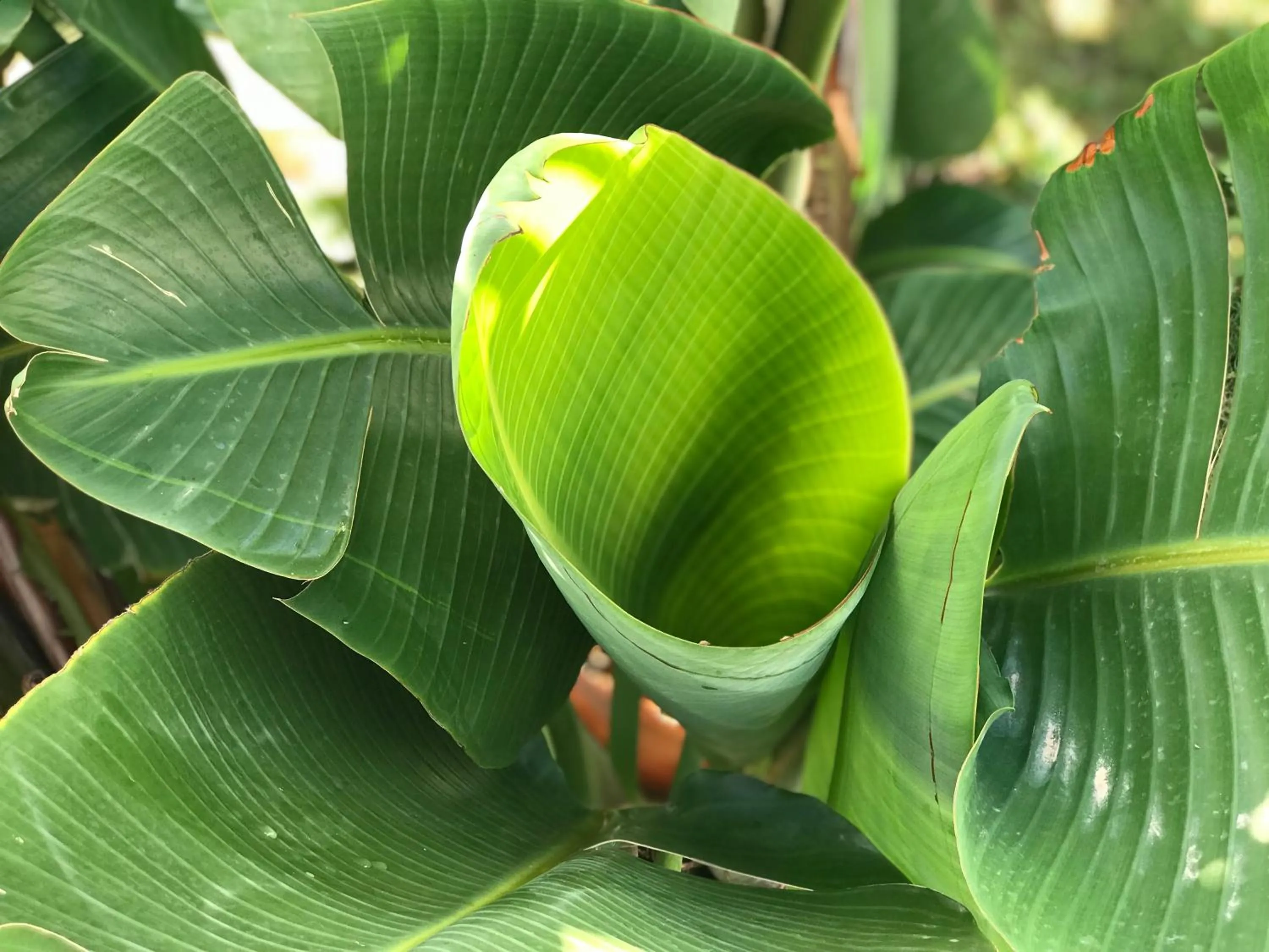 Garden view in Creta Blue Boutique Hotel