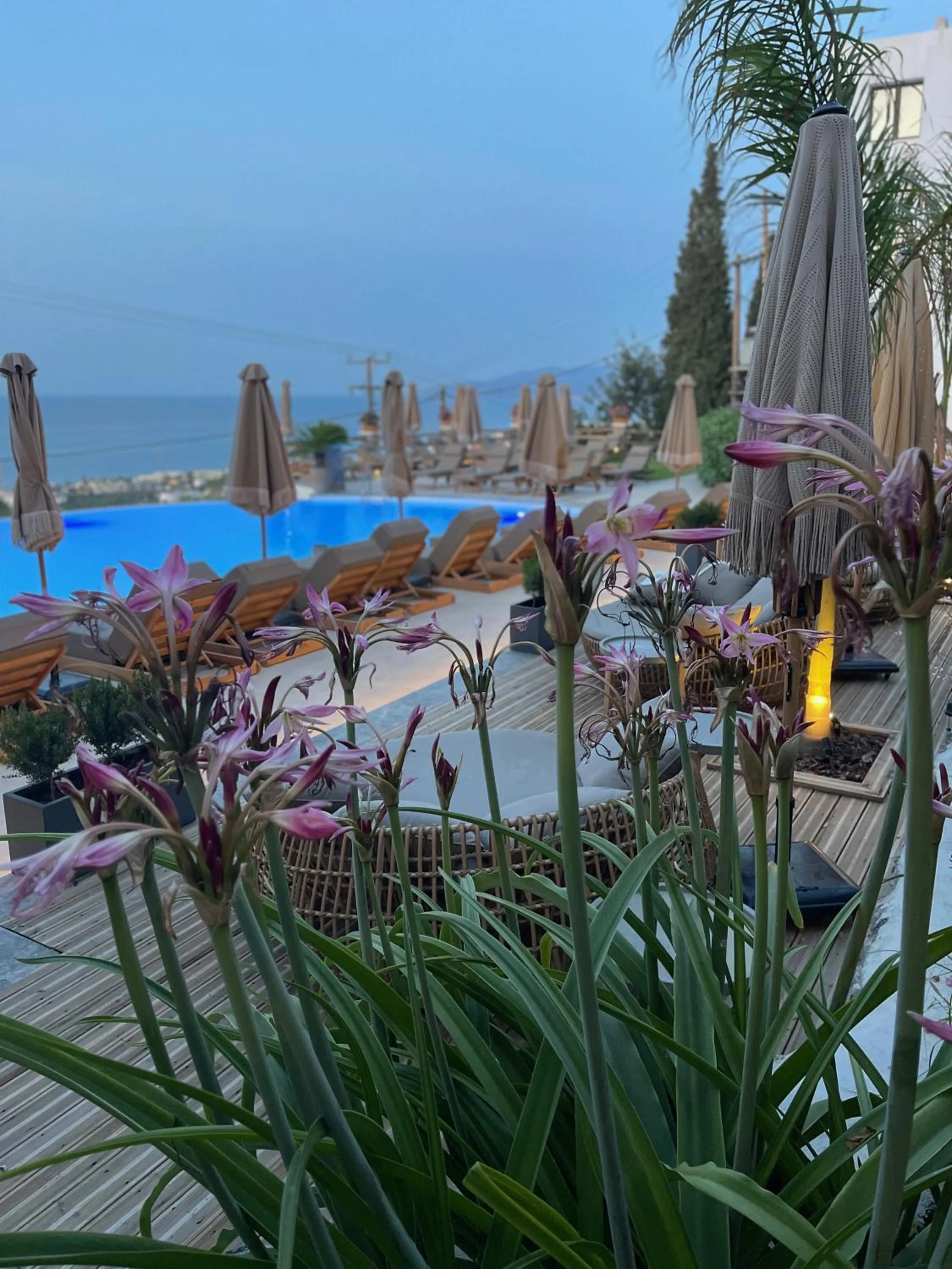 Garden view in Creta Blue Boutique Hotel