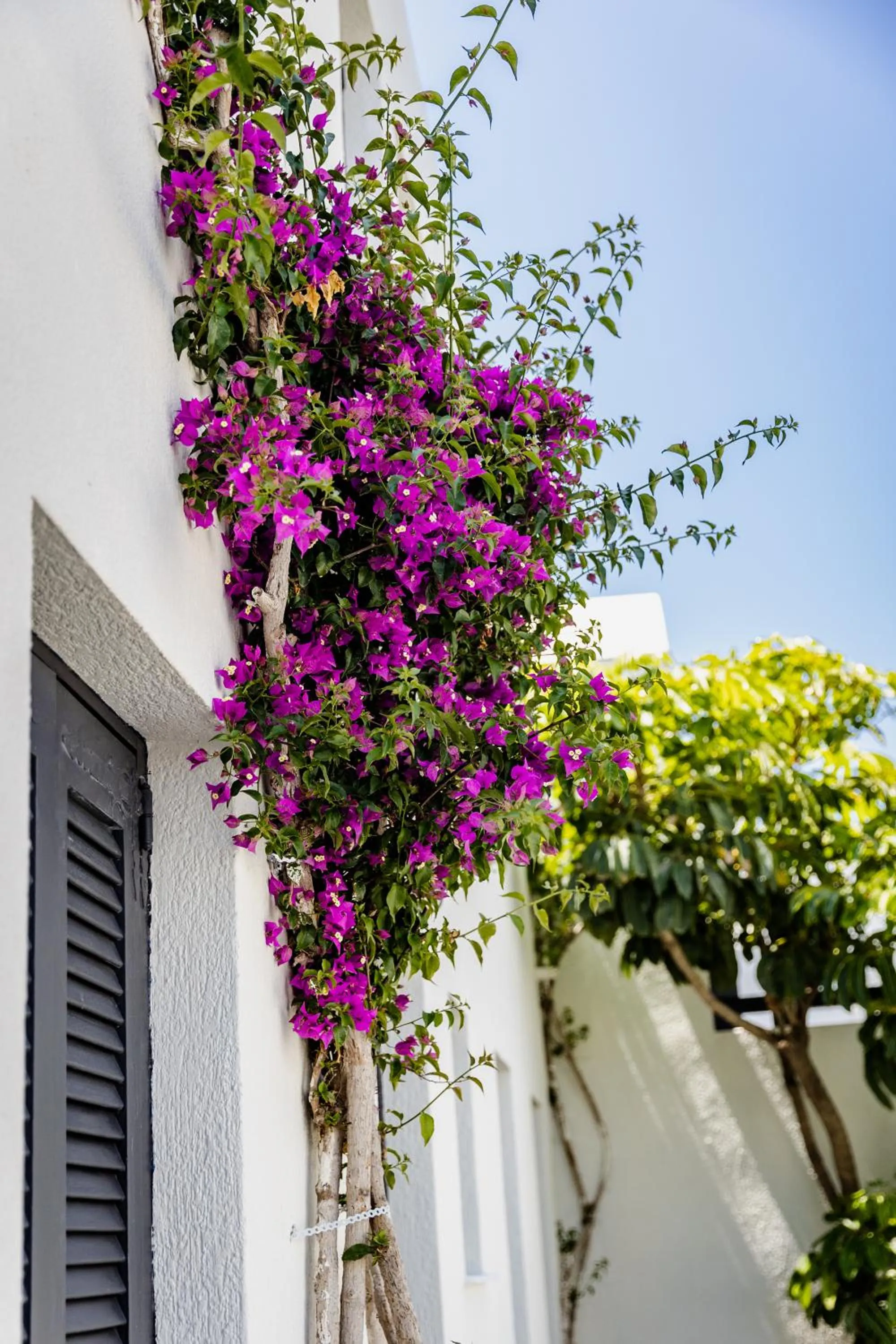 Garden in Scorpios Beach Santorini
