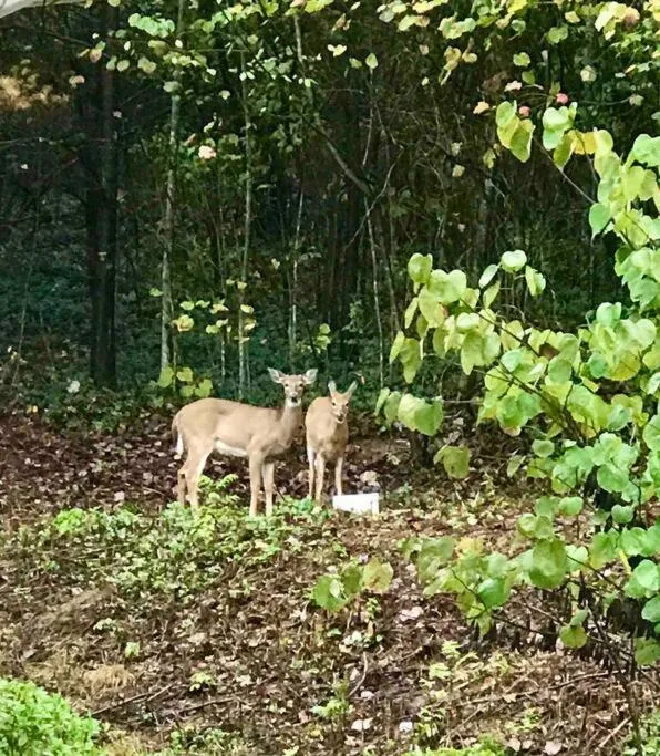 Garden in Hilltop Hideaway - 3BDR in Downtown London, KY