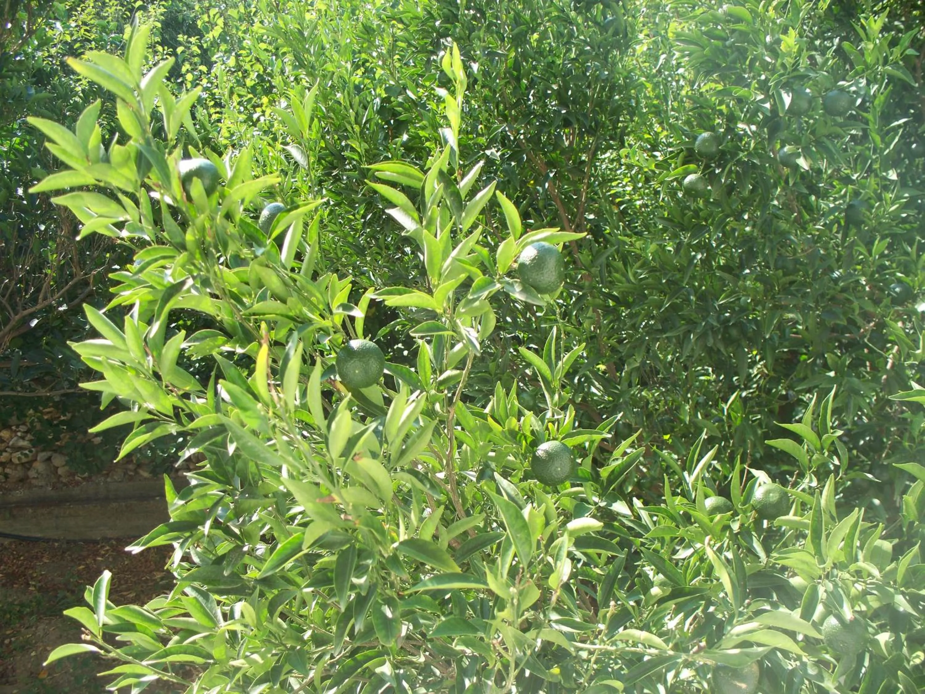 Spring in Adonis Hotel Naxos