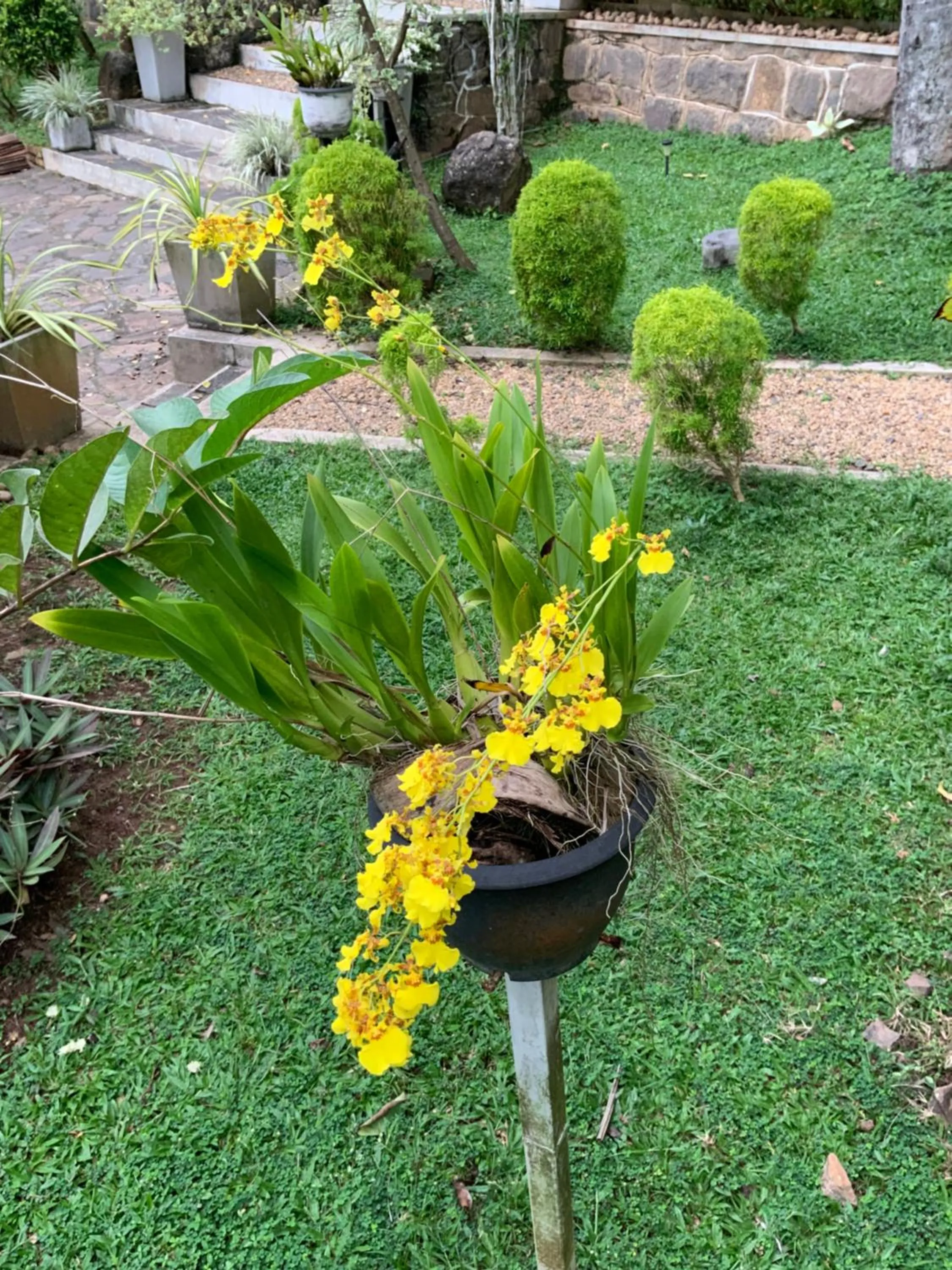 Garden in Lali Villa & Fruit Garden