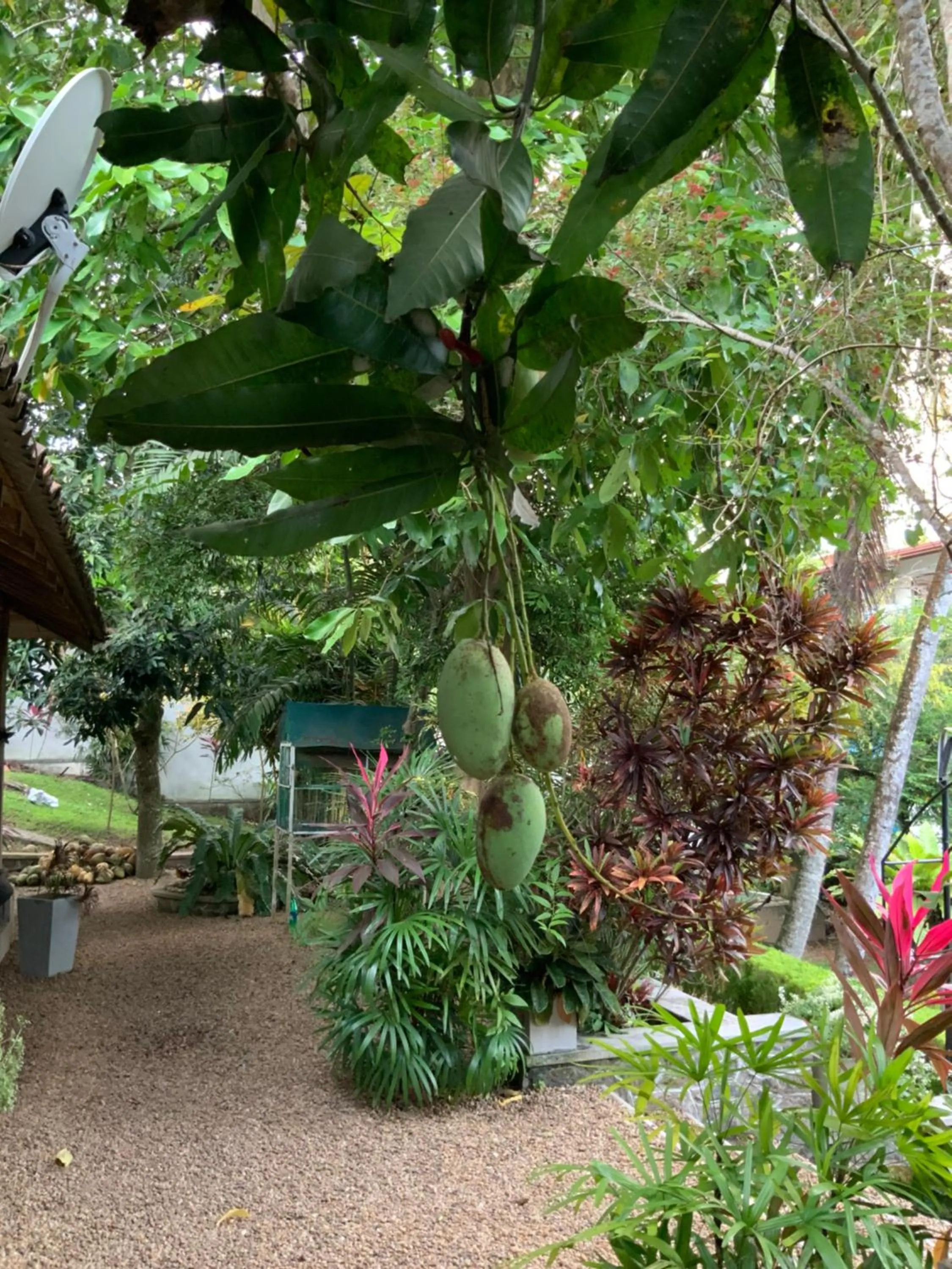 Garden in Lali Villa & Fruit Garden