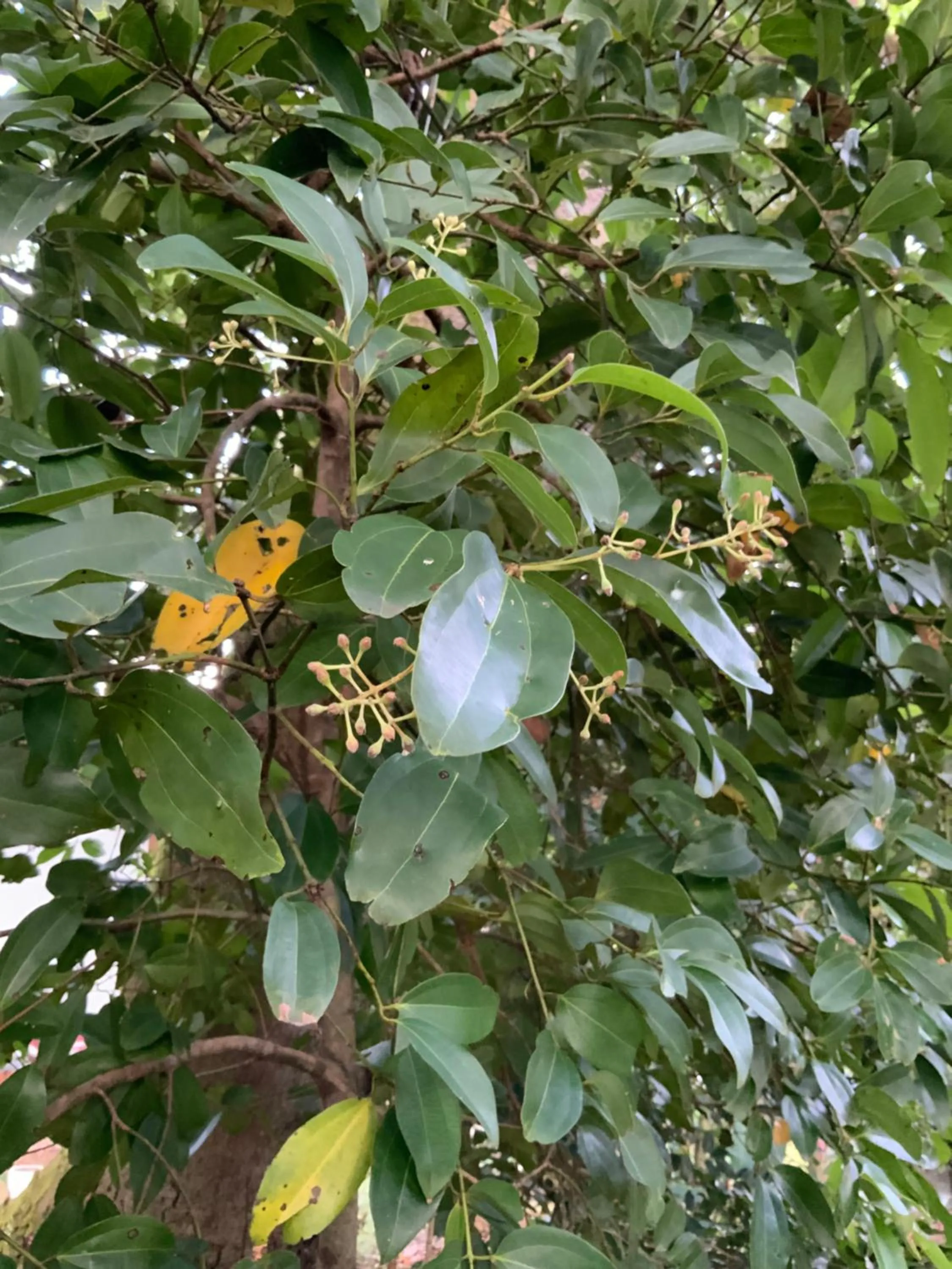 Garden in Lali Villa & Fruit Garden