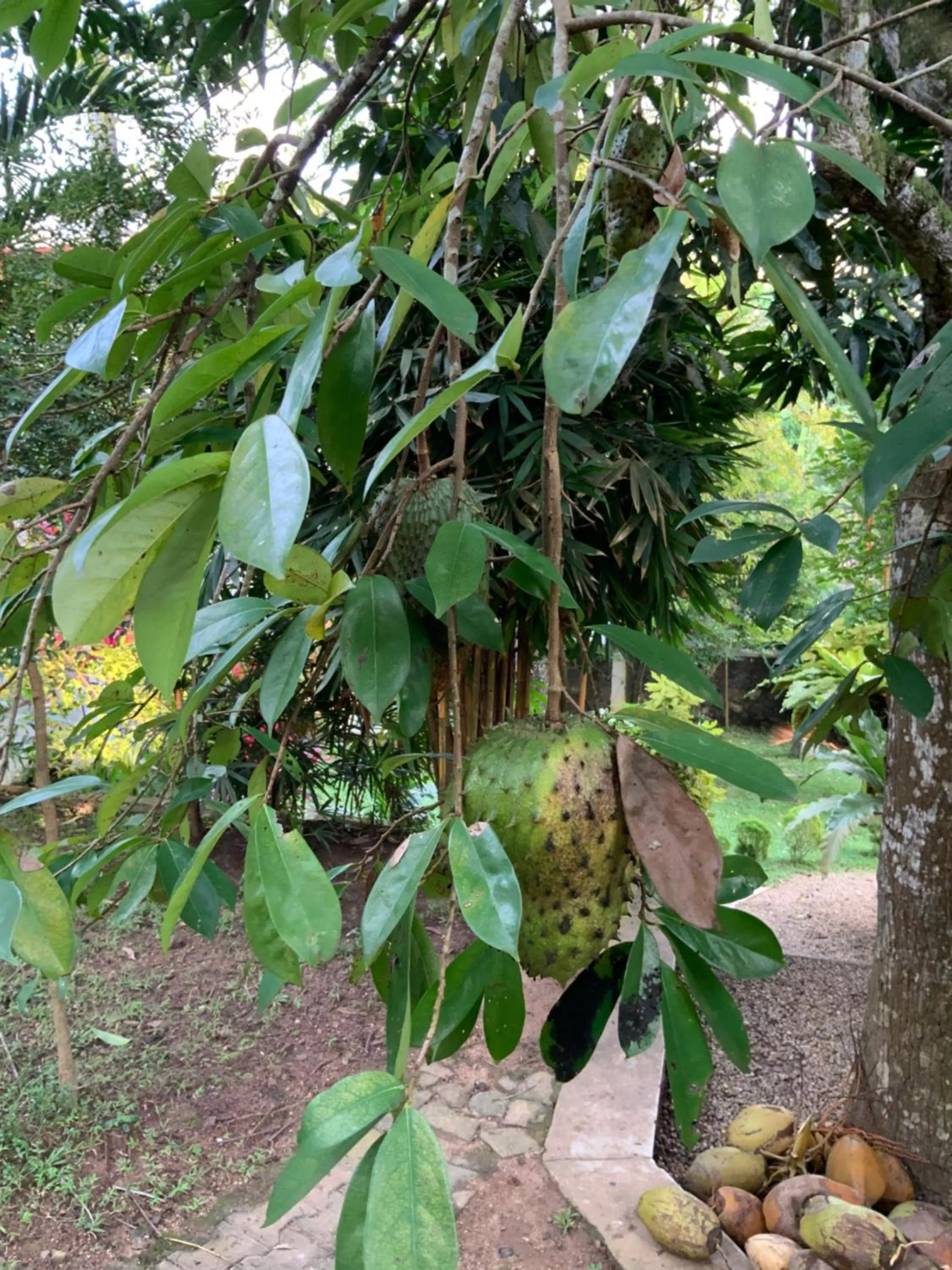 Garden view in Lali Villa & Fruit Garden