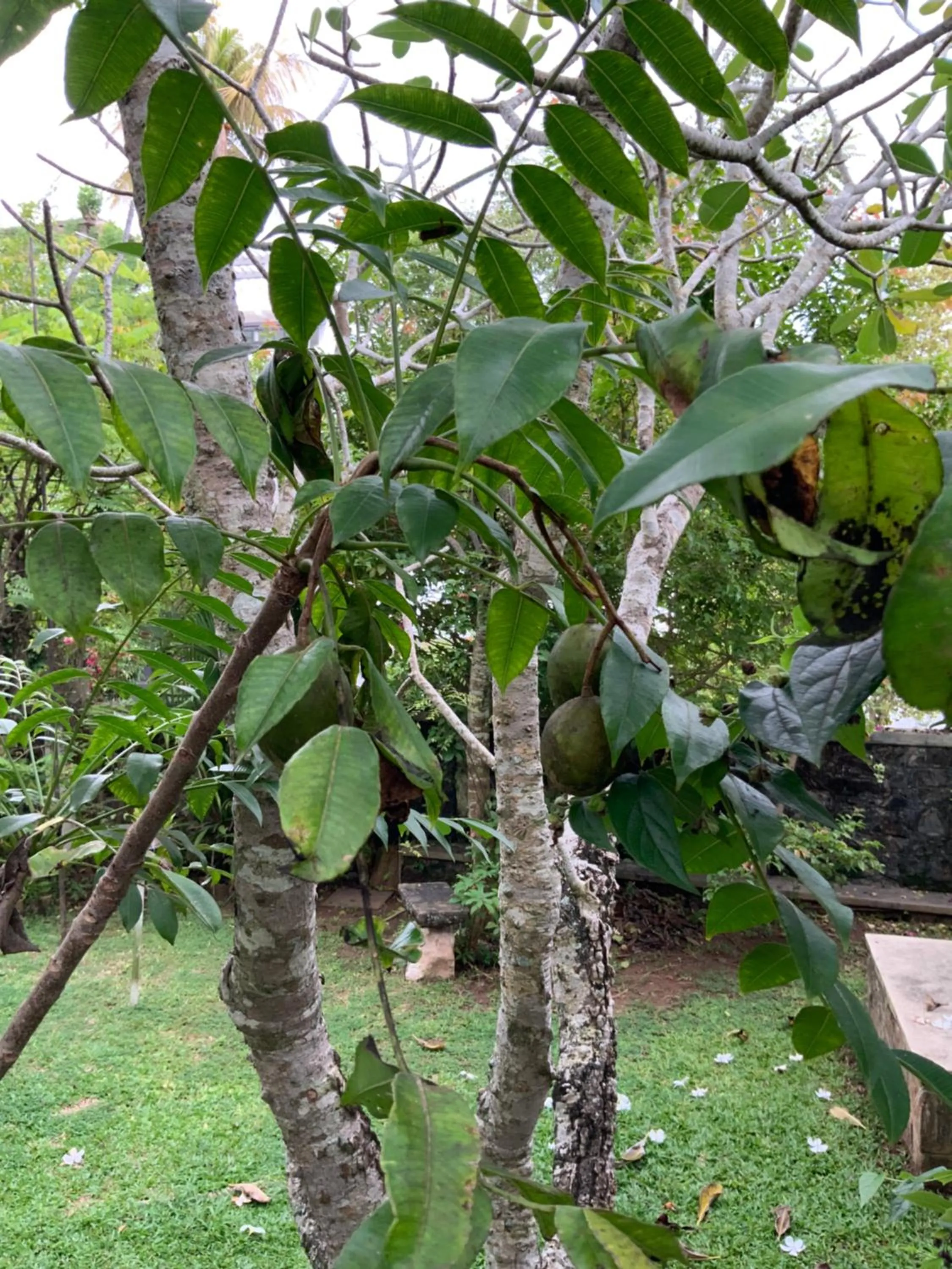 Day in Lali Villa & Fruit Garden