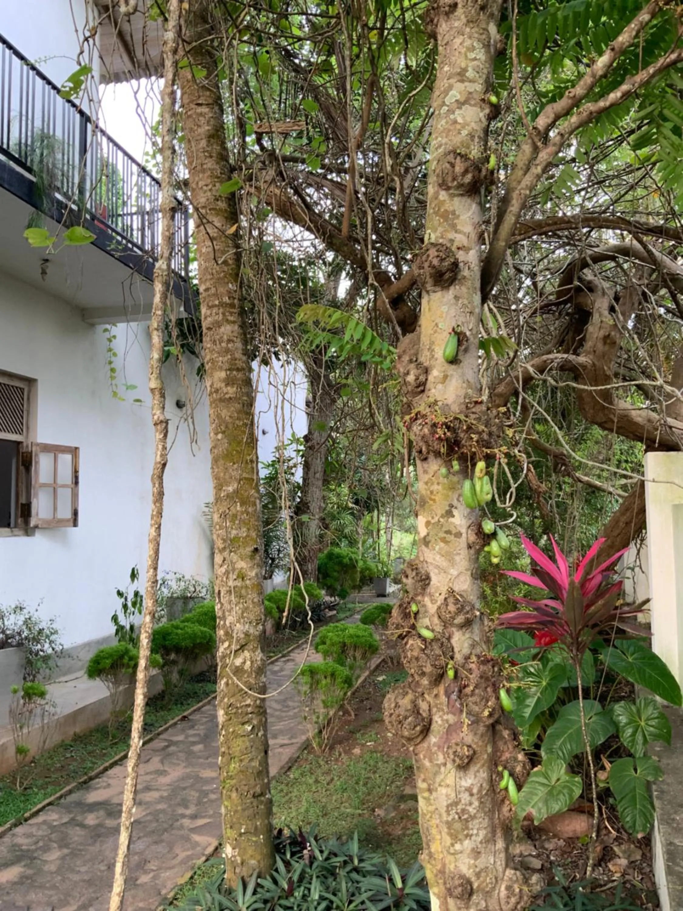 Garden view in Lali Villa & Fruit Garden