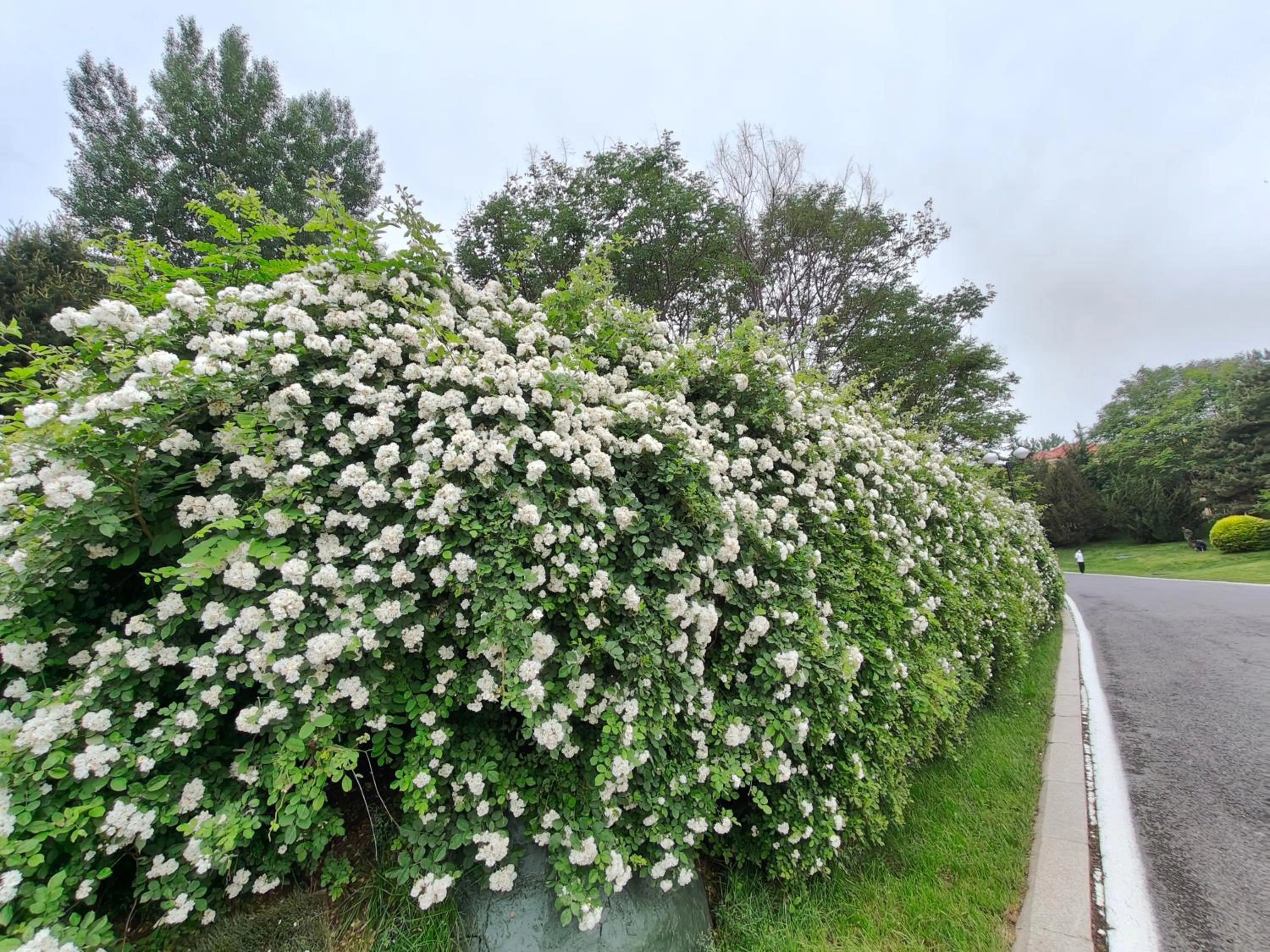 Garden in HeBei Cuipingshan Guest House
