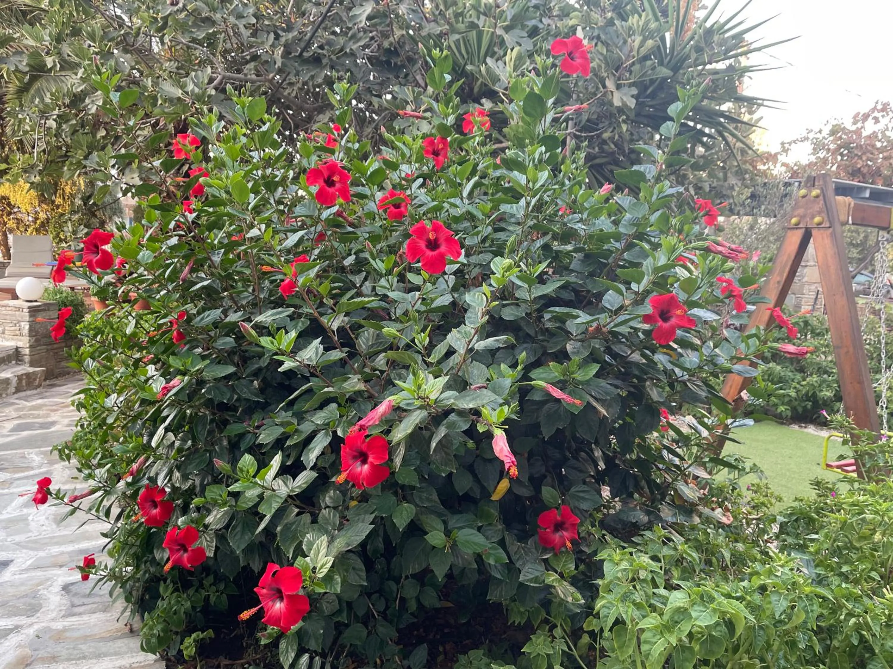 Garden in Ioanna Apartments