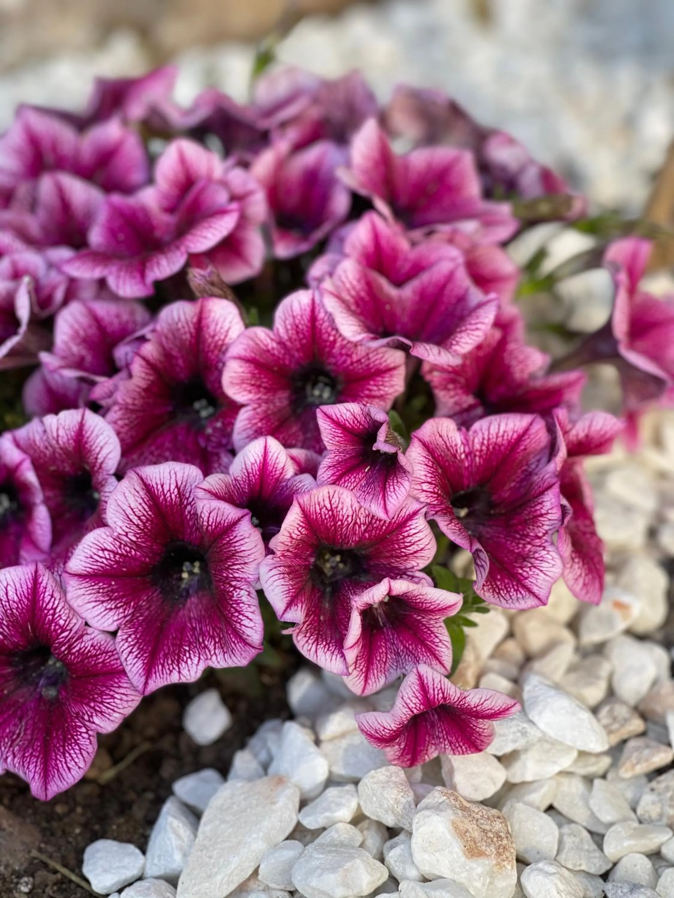 Garden in Platon Hotel