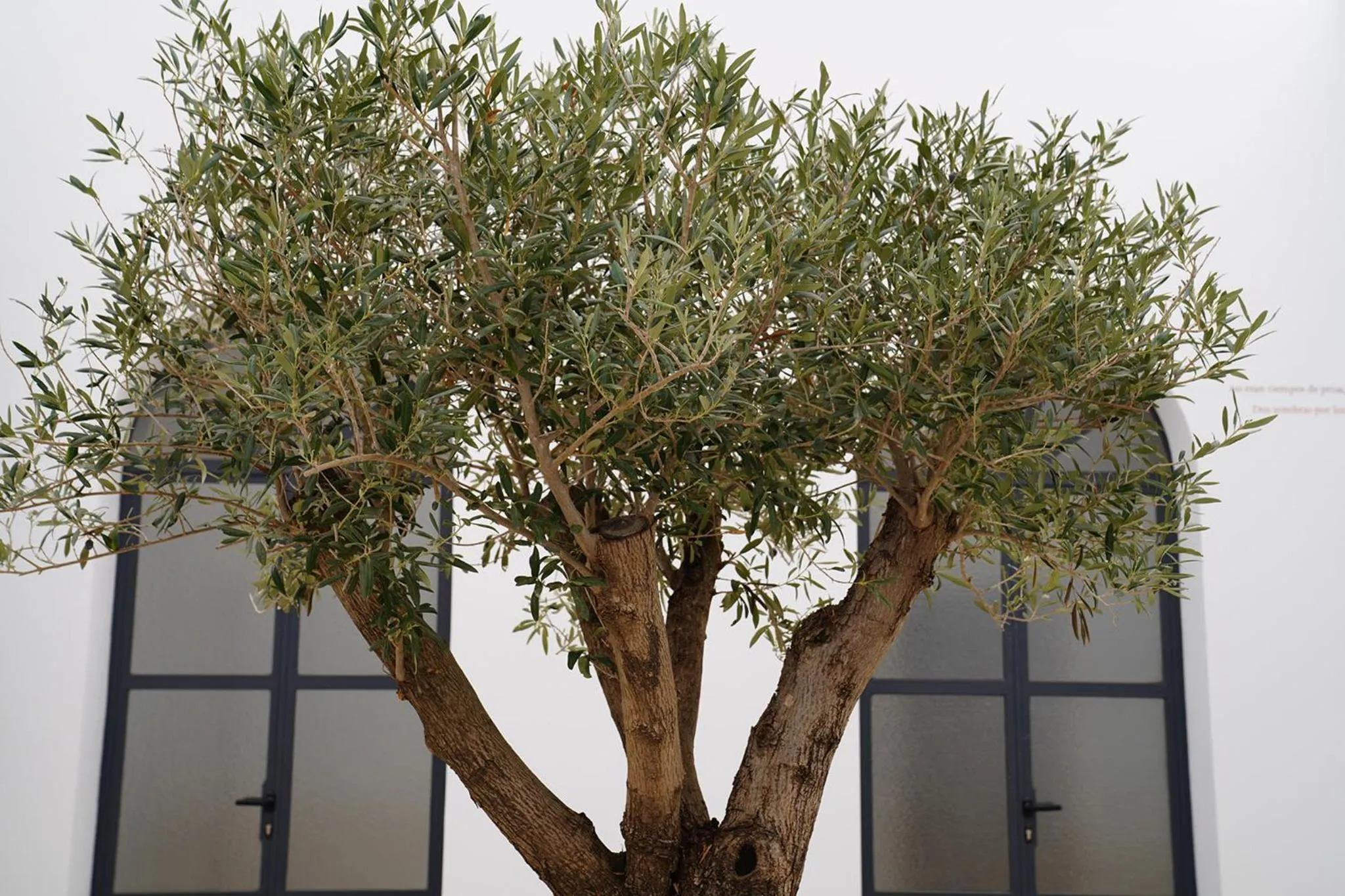Patio in CASA DE LA VEGA SUITES