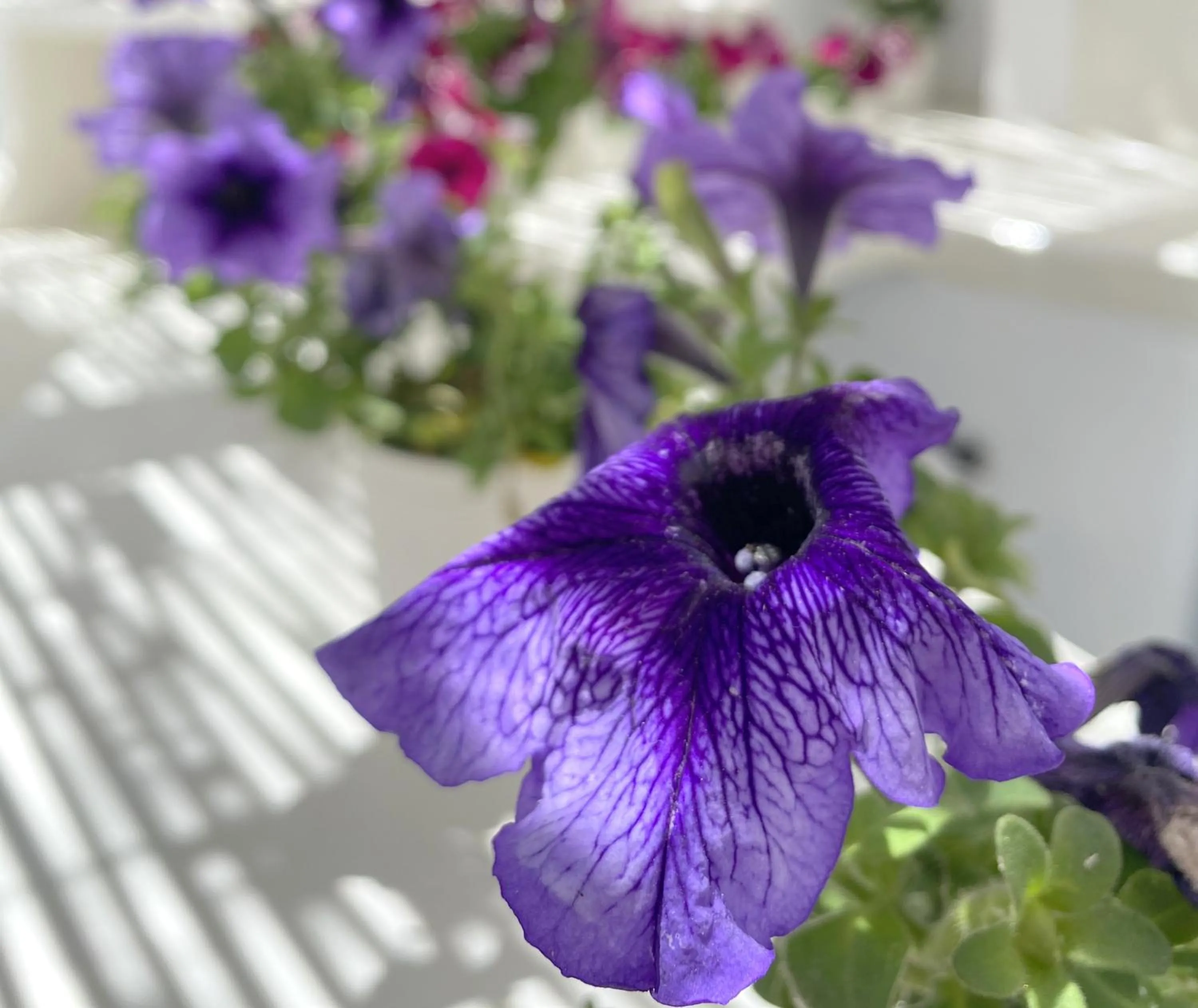 Day in Apsenti couples only