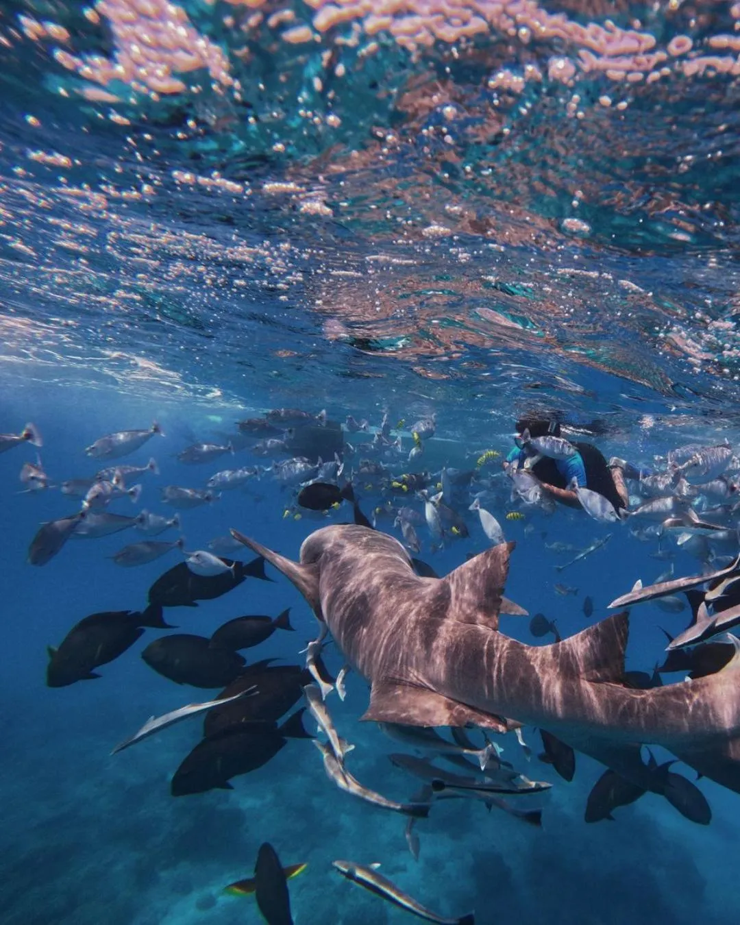 Snorkeling in Oceana Inn Maldives -50 Percent off on Return Domestic Flights for Stays of 3 Nights or More