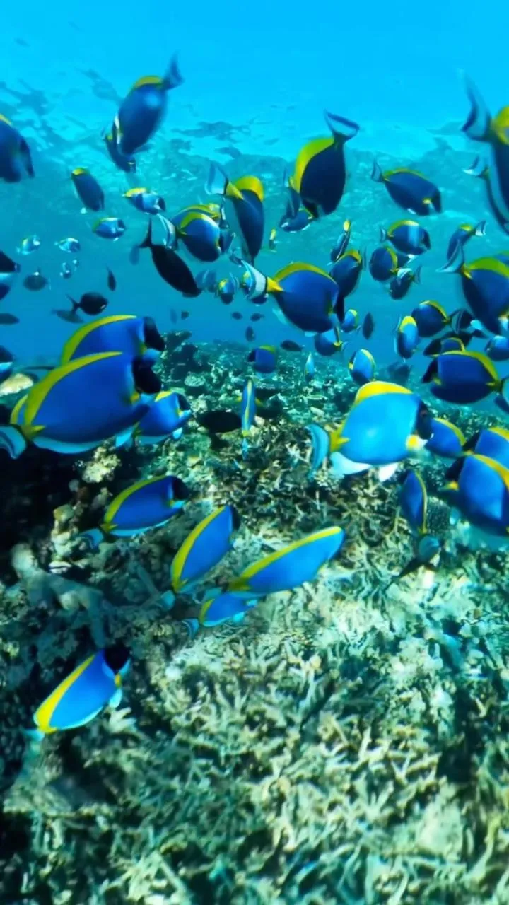 Fishing in Oceana Inn Maldives -50 Percent off on Return Domestic Flights for Stays of 3 Nights or More