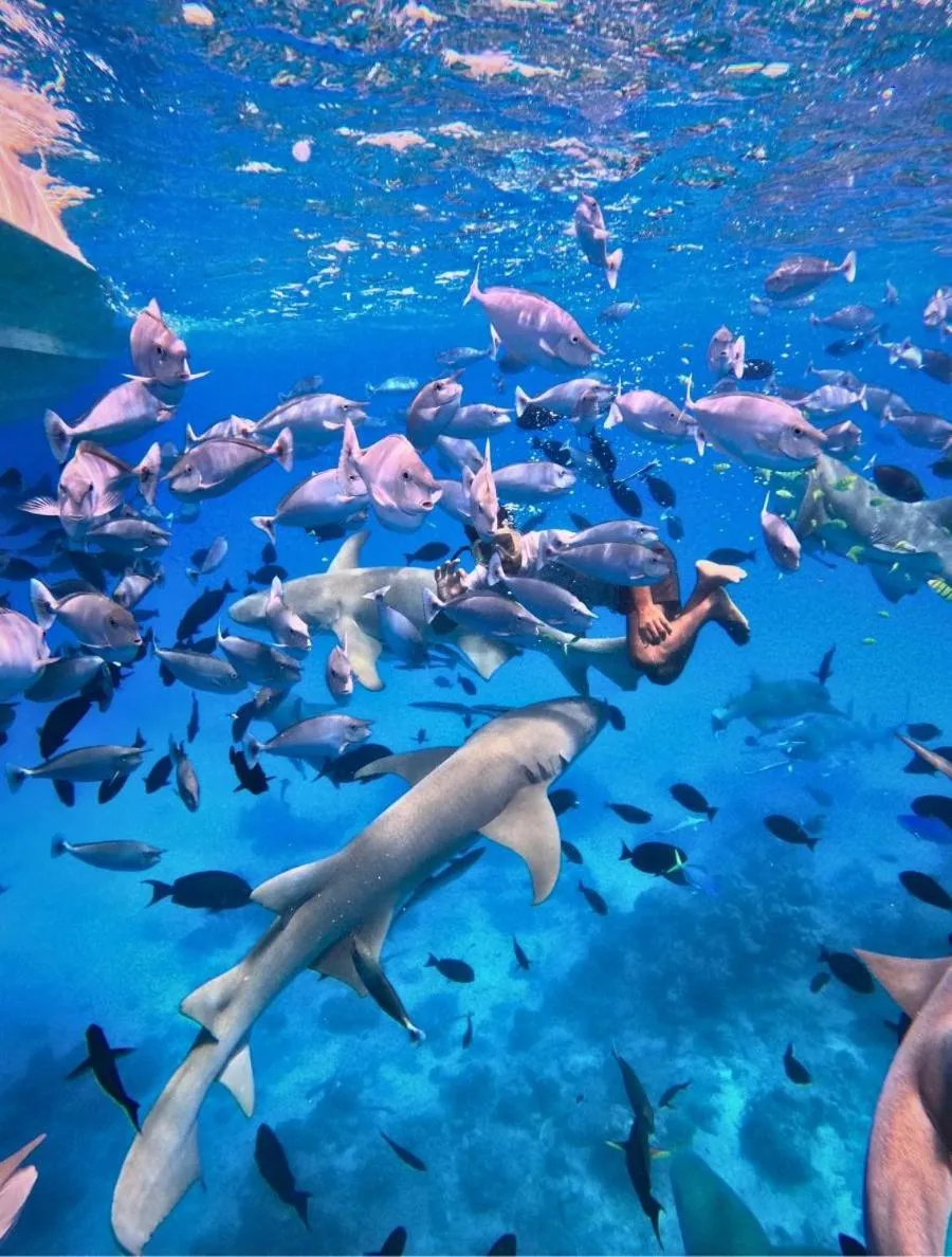 Snorkeling in Oceana Inn Maldives -50 Percent off on Return Domestic Flights for Stays of 3 Nights or More