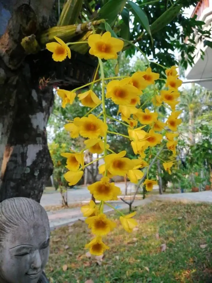 Garden in Butsaba Garden Resort