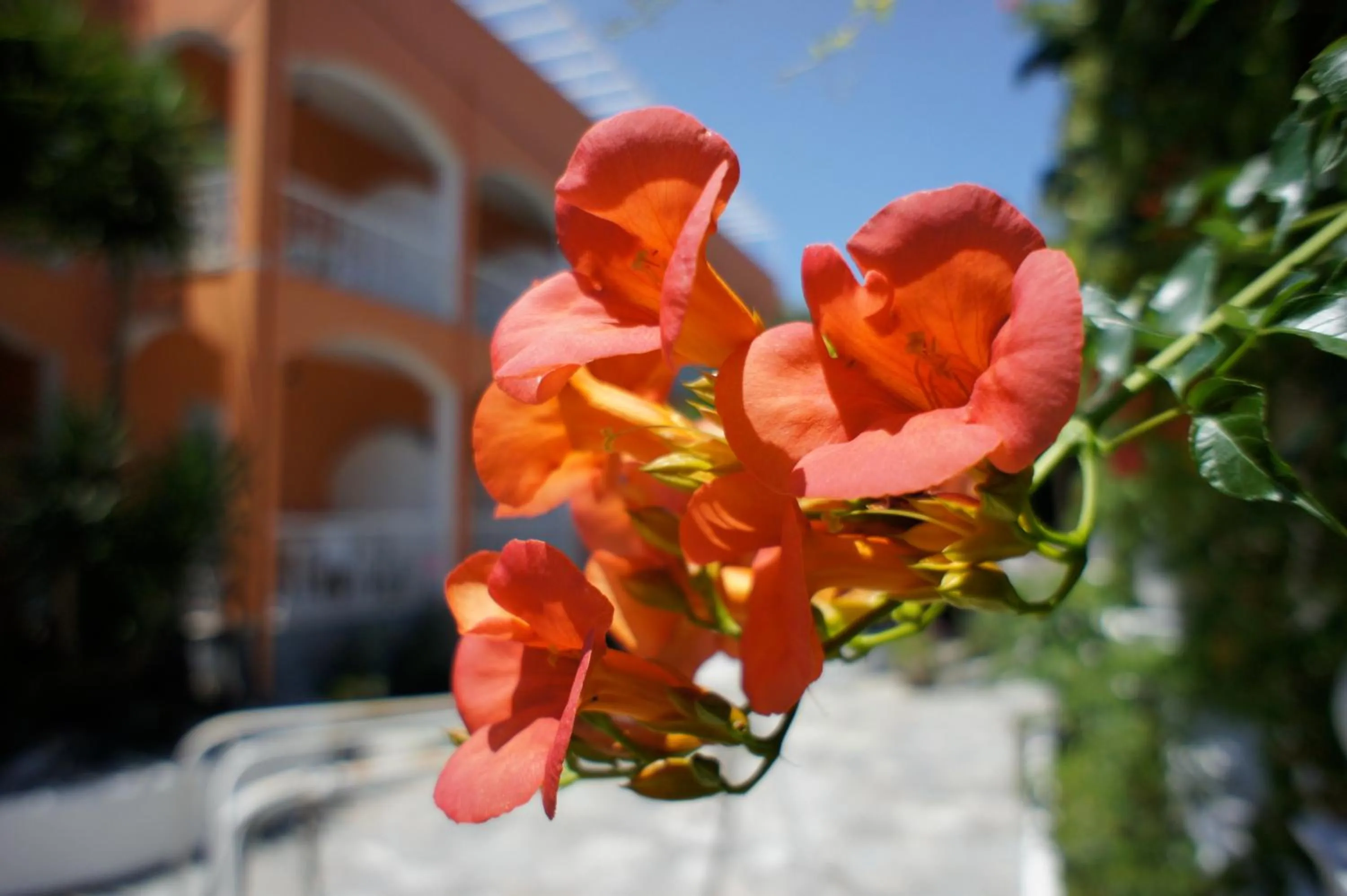 Garden in Hotel Benitses Arches