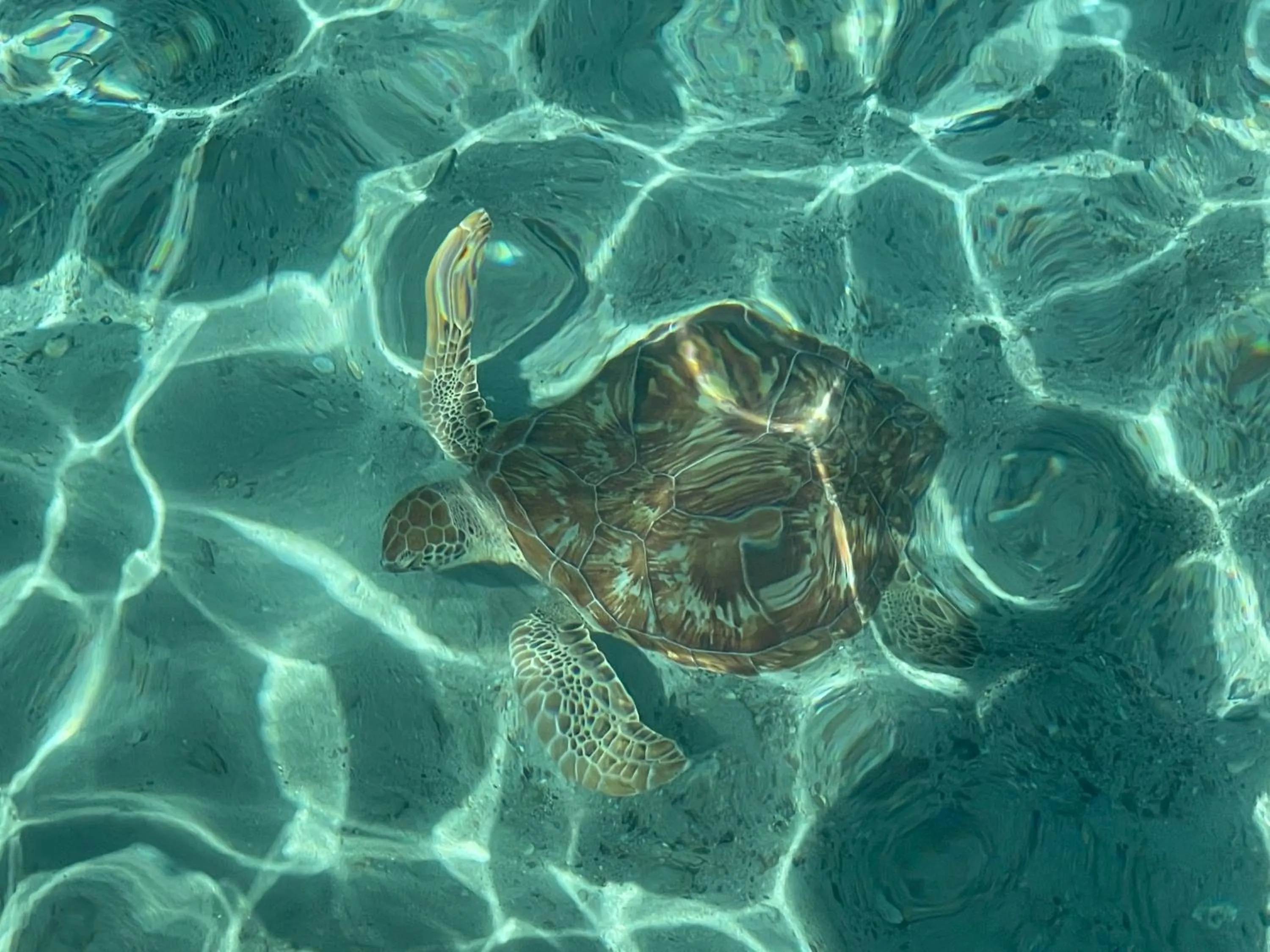 Activities in Happy Coconut Camiguin