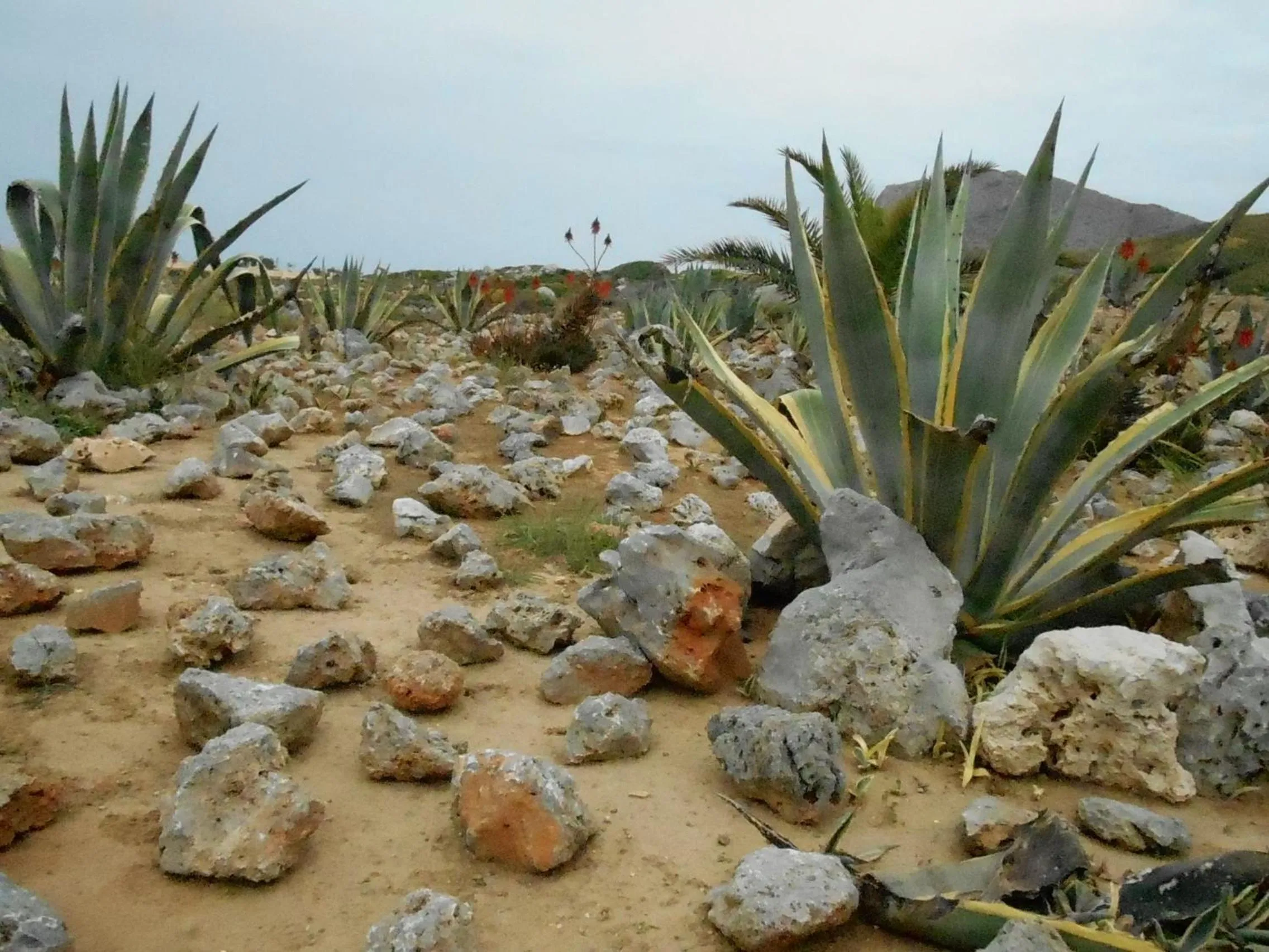 Garden in Nanakis Beach Apartments