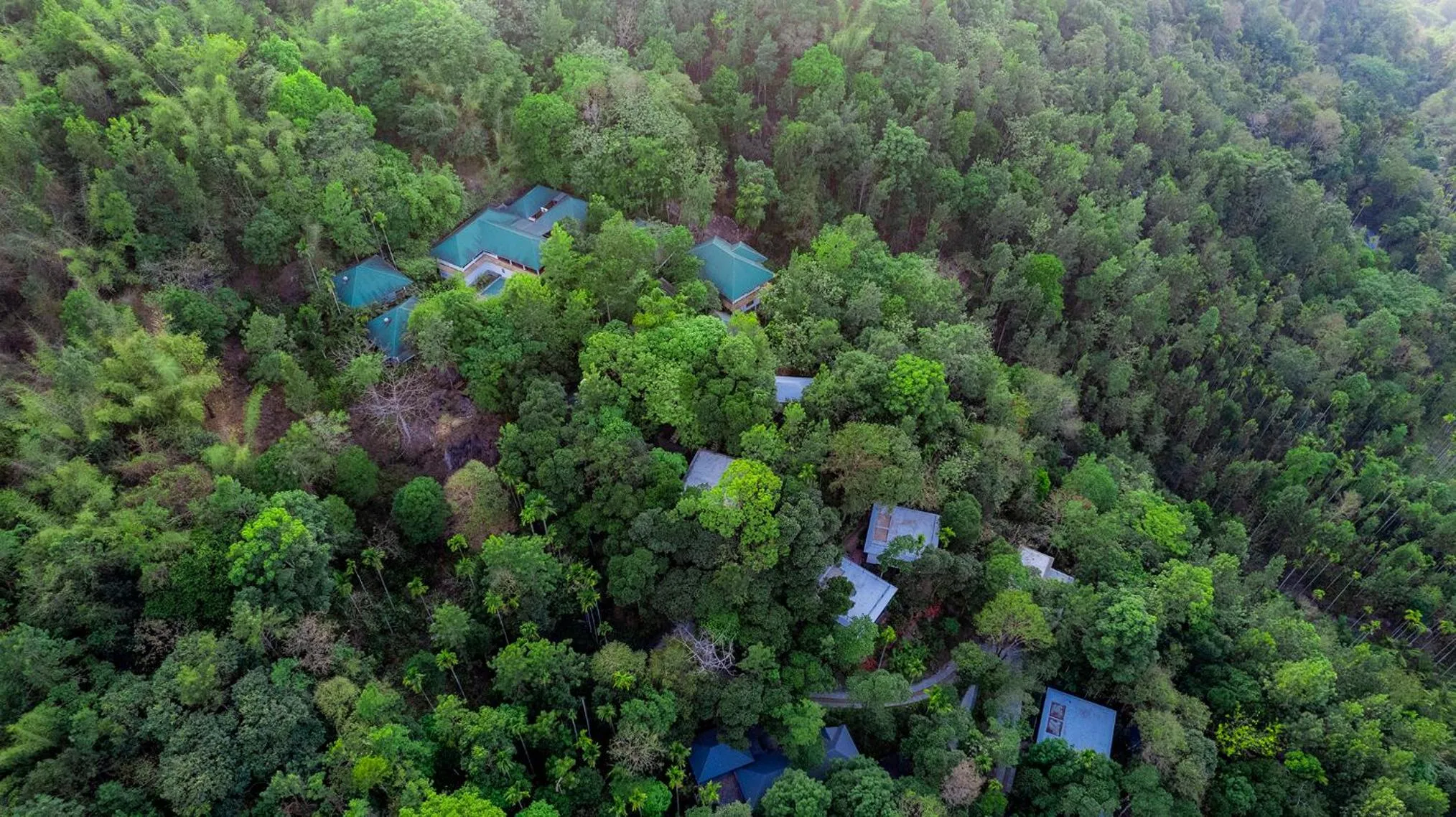 Bird's eye view in The Hive, Wayanad