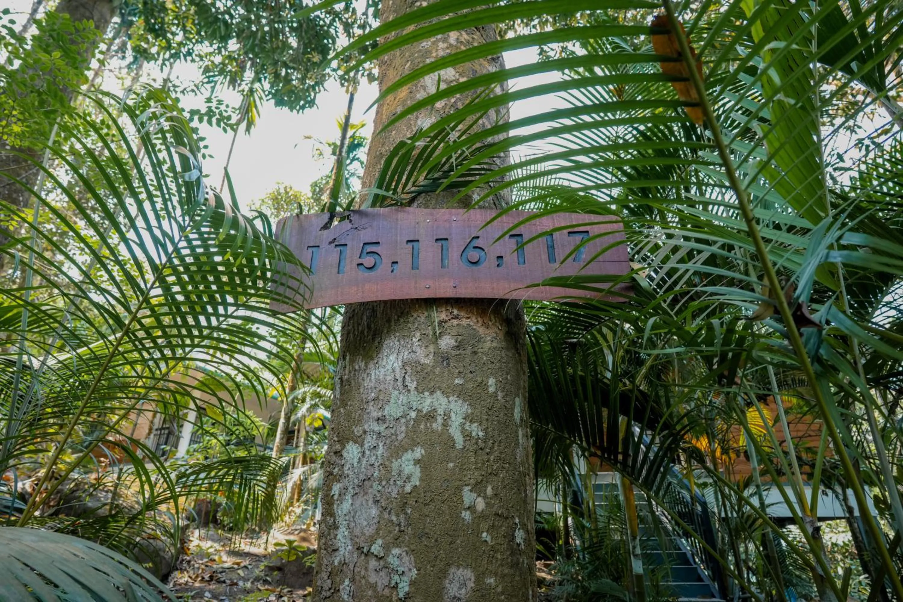 Garden in The Hive, Wayanad