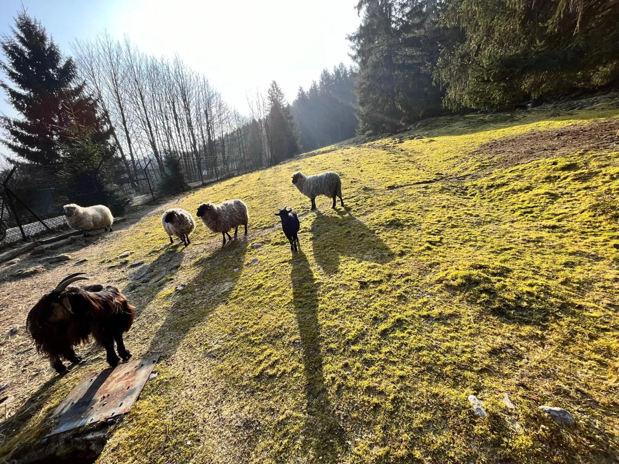 Natural landscape in Chalet les Bleuets 12p - babyfoot & Wii