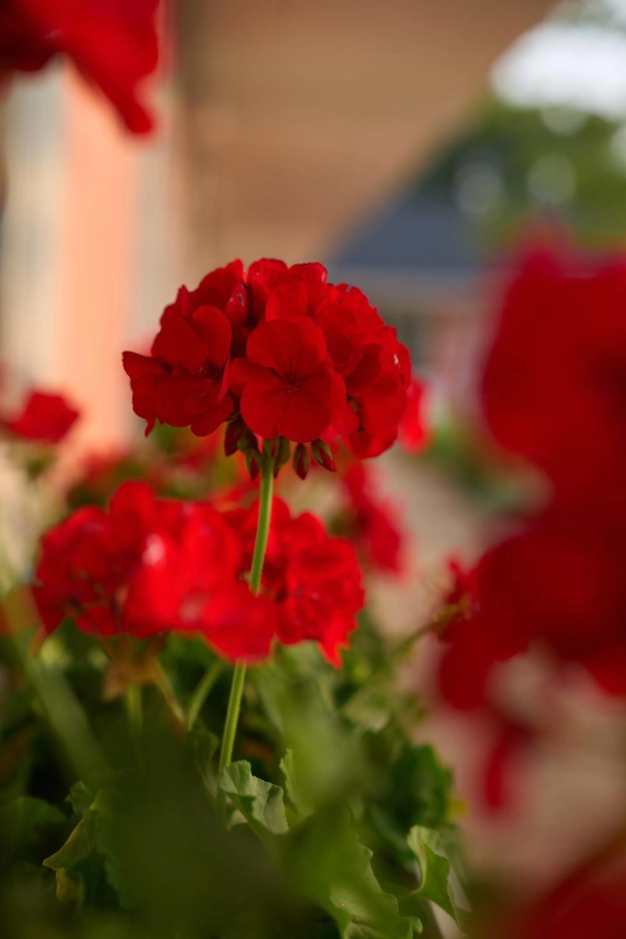 Natural landscape in Silver Sands Motel & Beach Bungalows