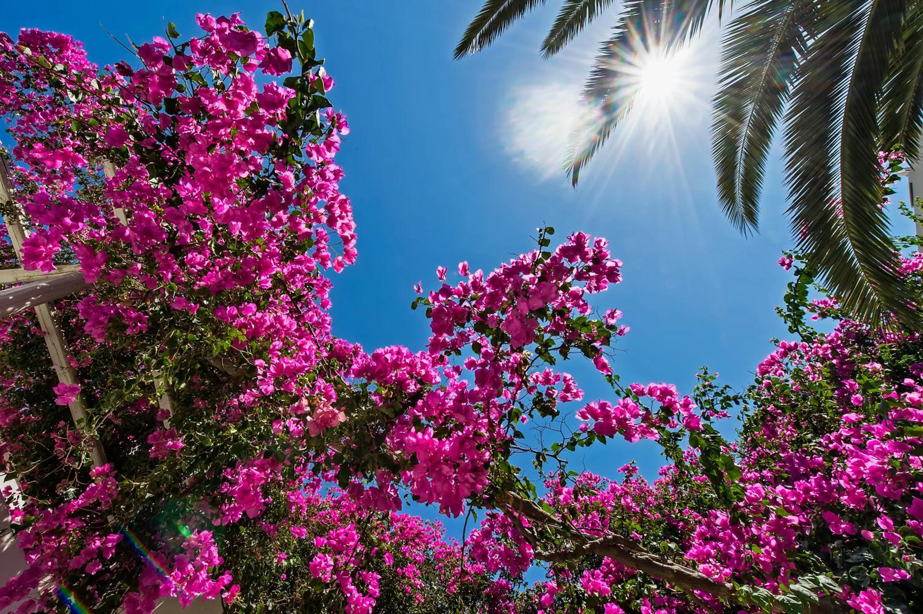 Garden in Atlantis Beach Villa