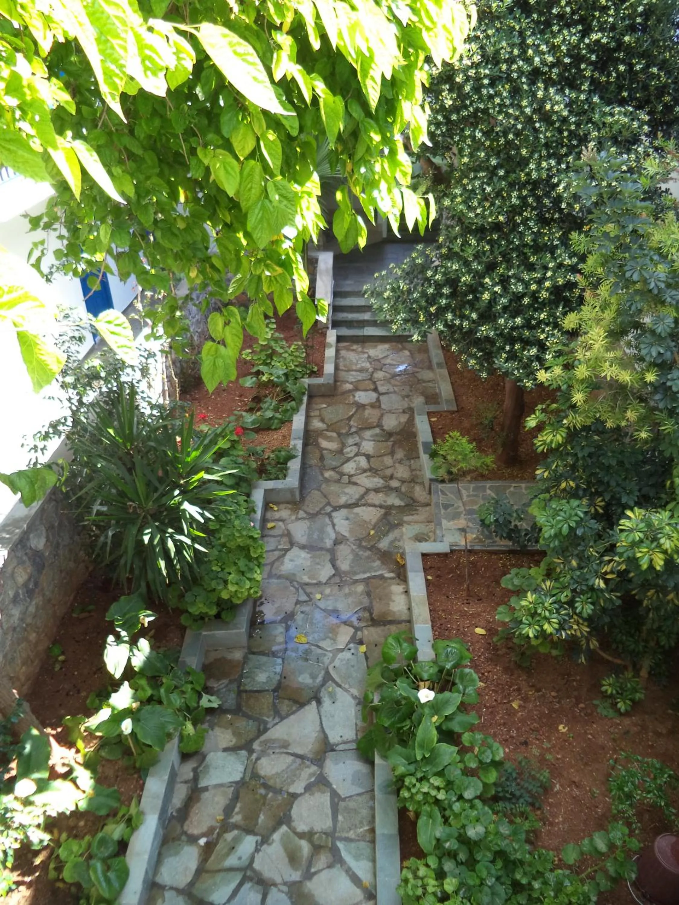 Garden in Hotel Andreas - Agistri (Skala)