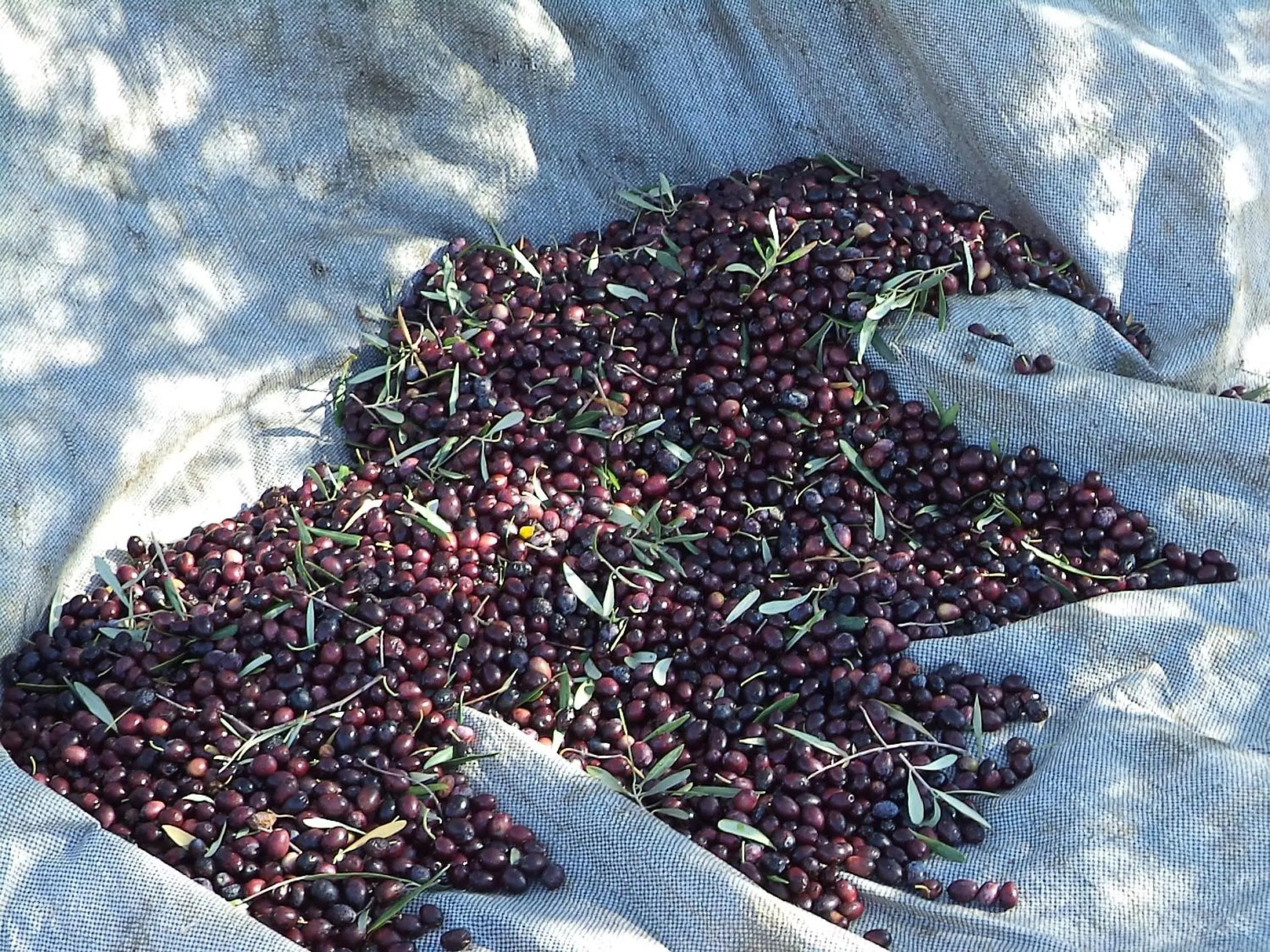 Other in Hotel Andreas - Agistri (Skala)