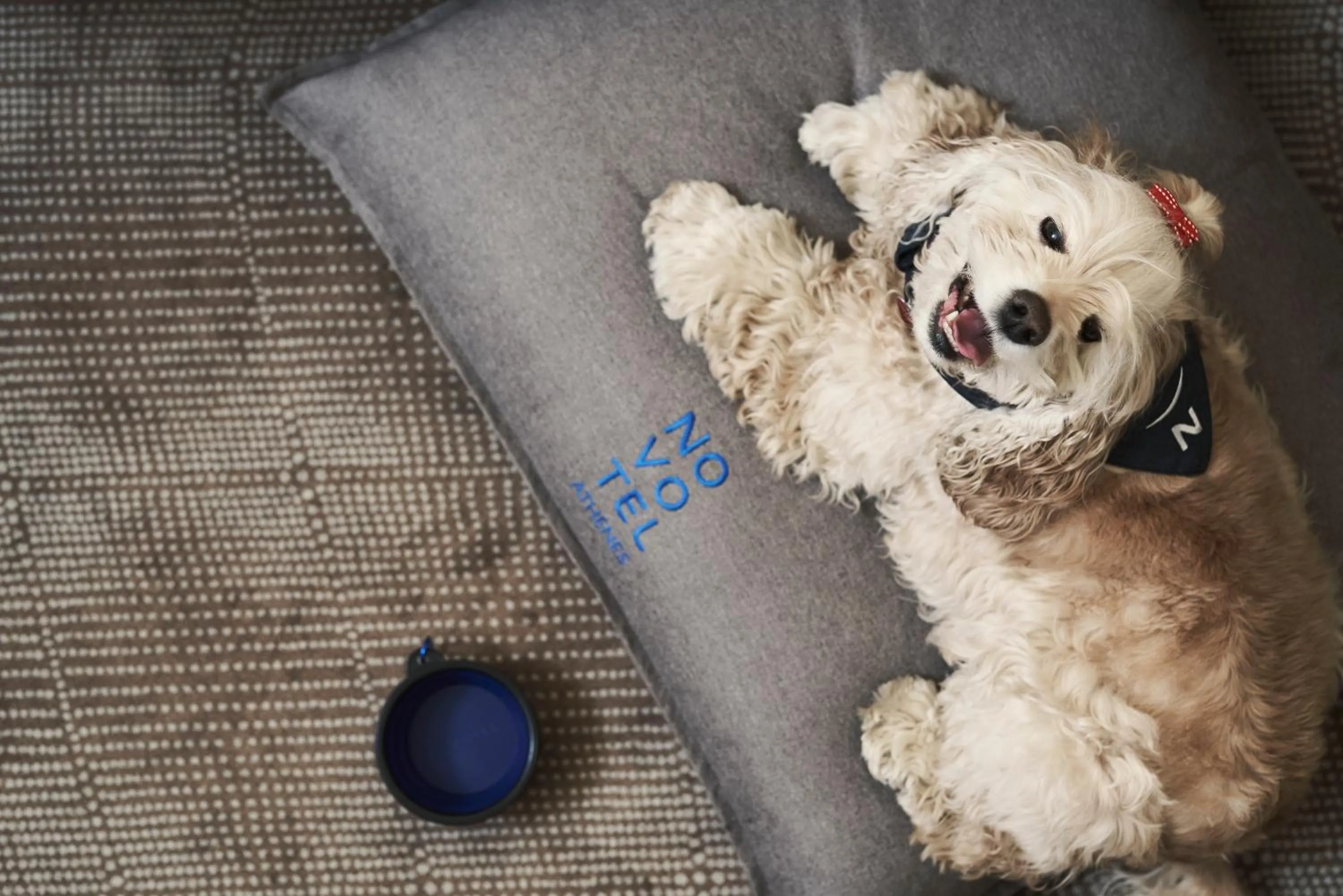 Pets in Novotel Athens