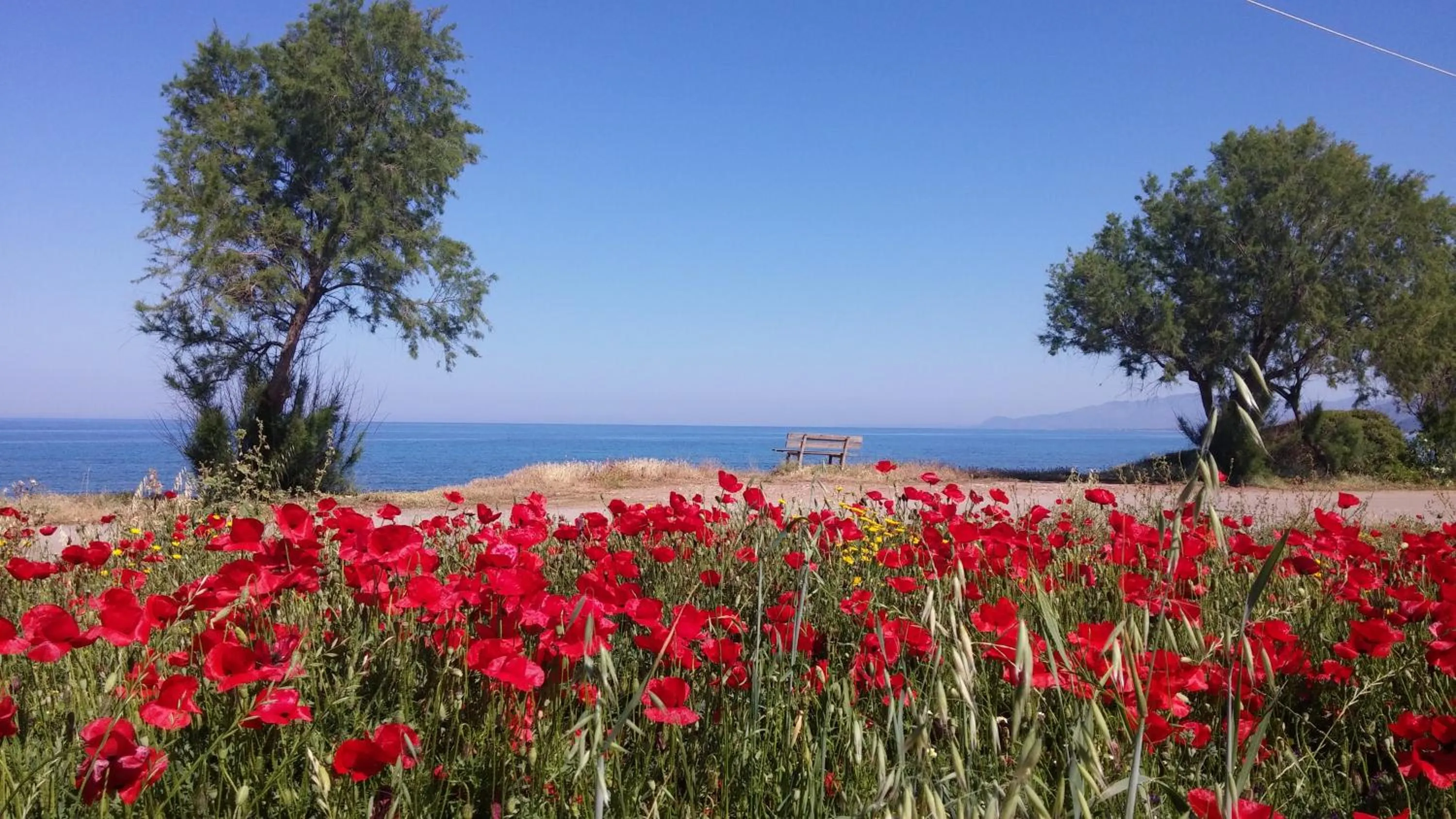 Garden in Irida Beach Resort Suites