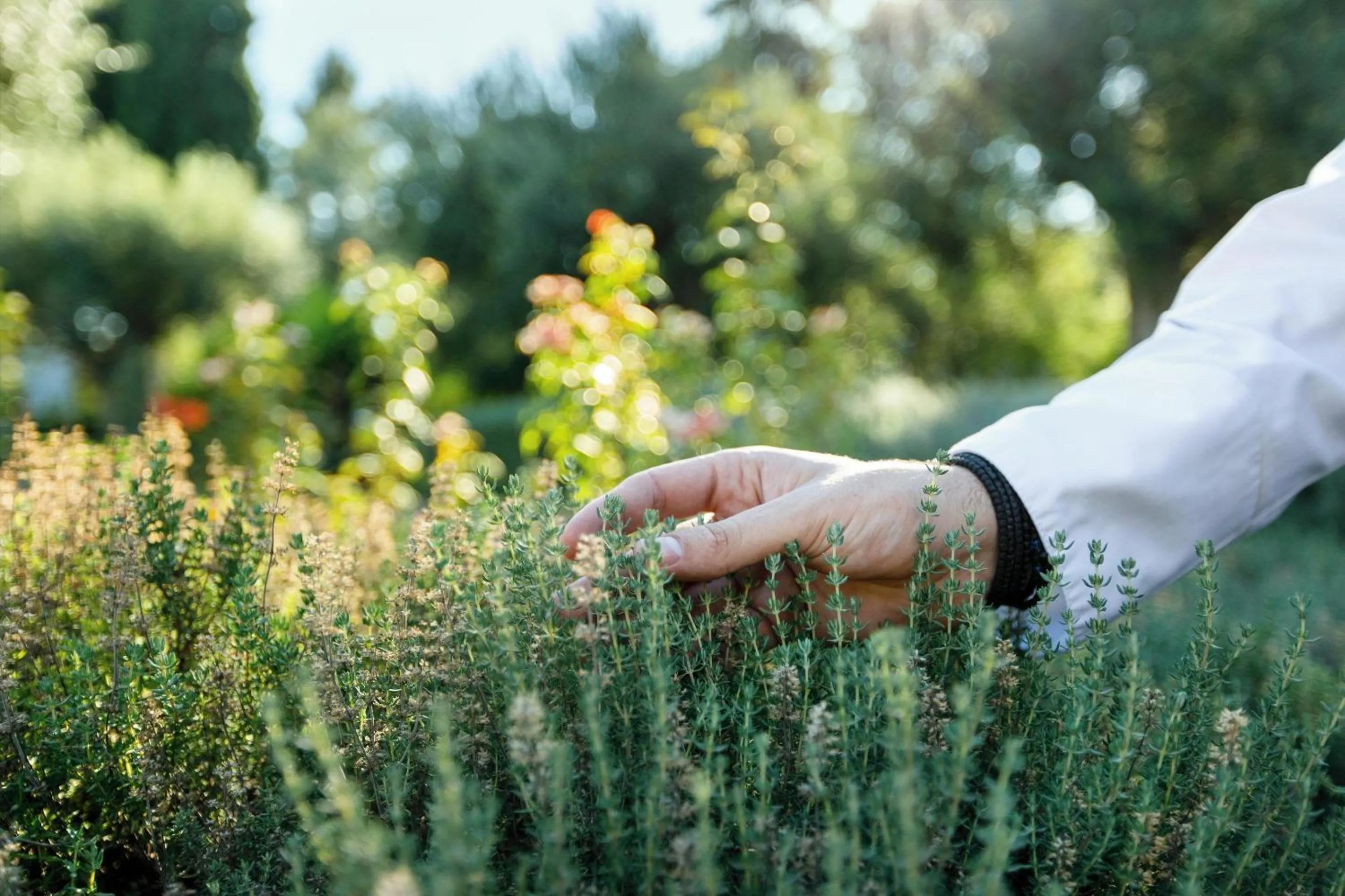 Garden in Ikos Dassia
