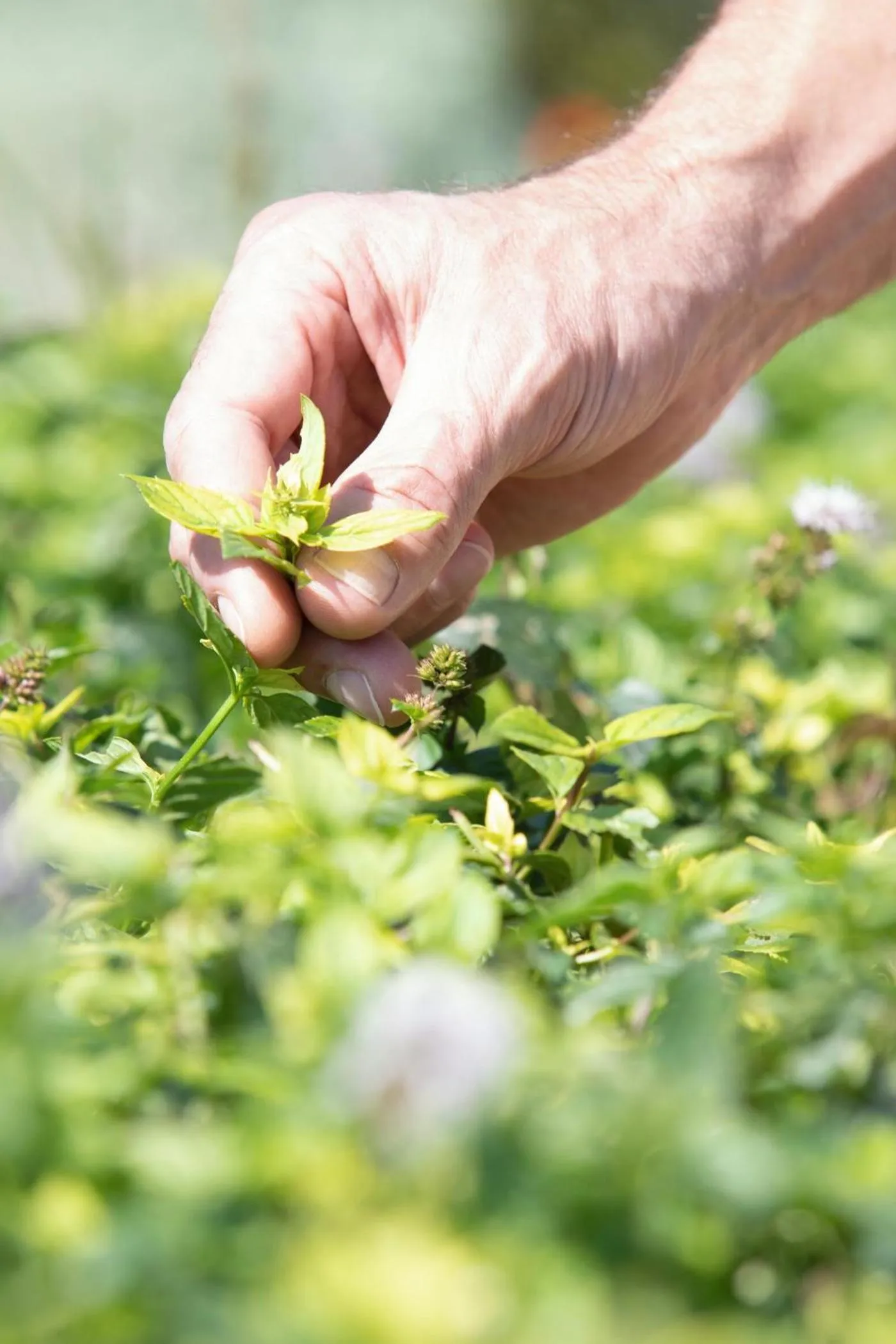 Garden in Ikos Dassia