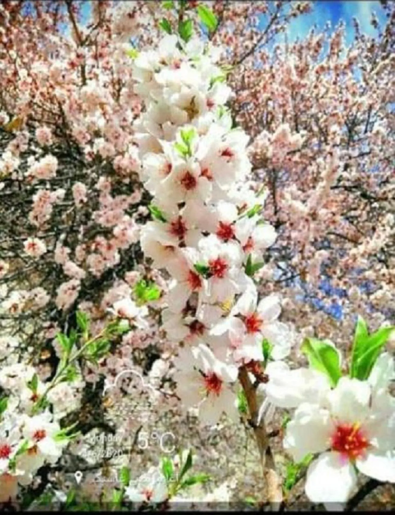 Spring in Hotel The Stone Palace-Turtuk