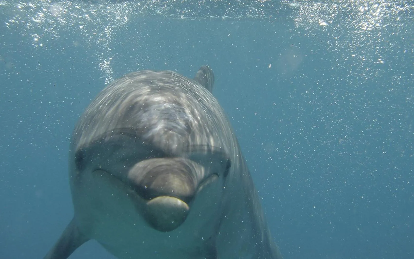 Diving in King Saron Hotel Resort
