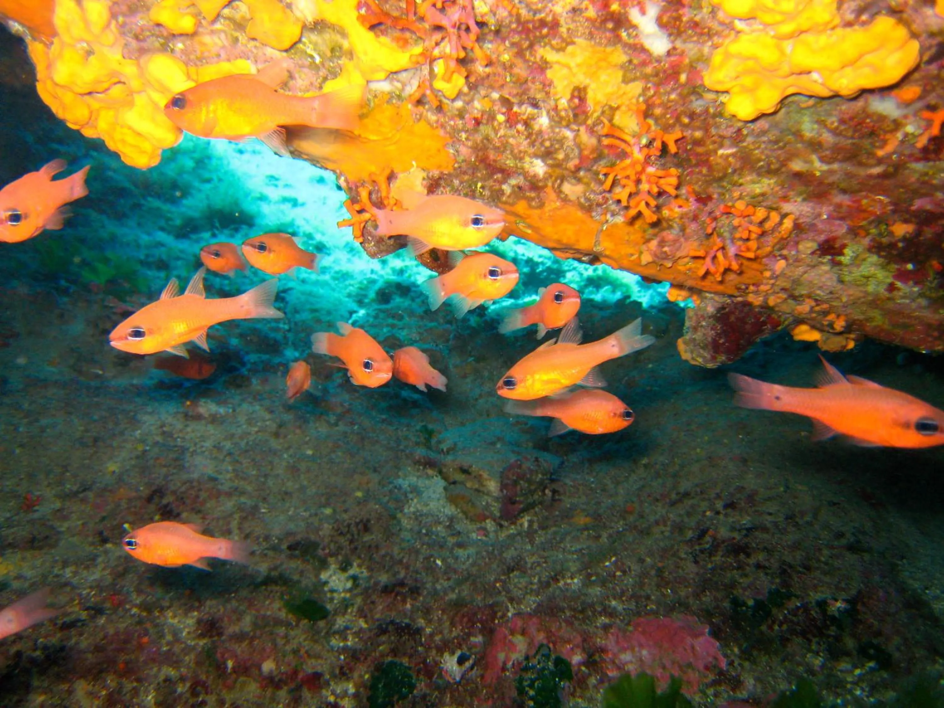 Diving in Nymphes Luxury Apartments